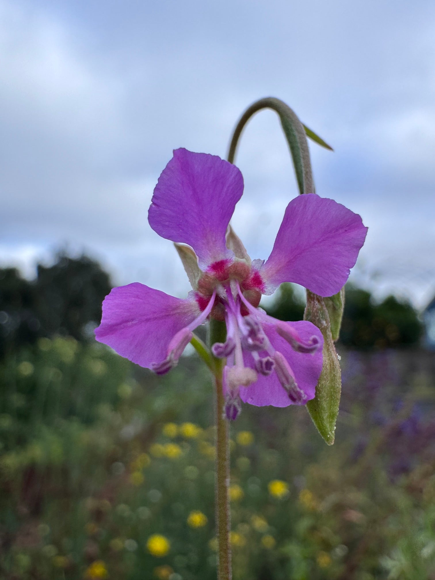 Diamond Clarkia | Clarkia rhomboidea