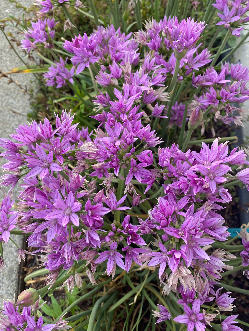 One Leaf Onion | Allium unifolium seeds