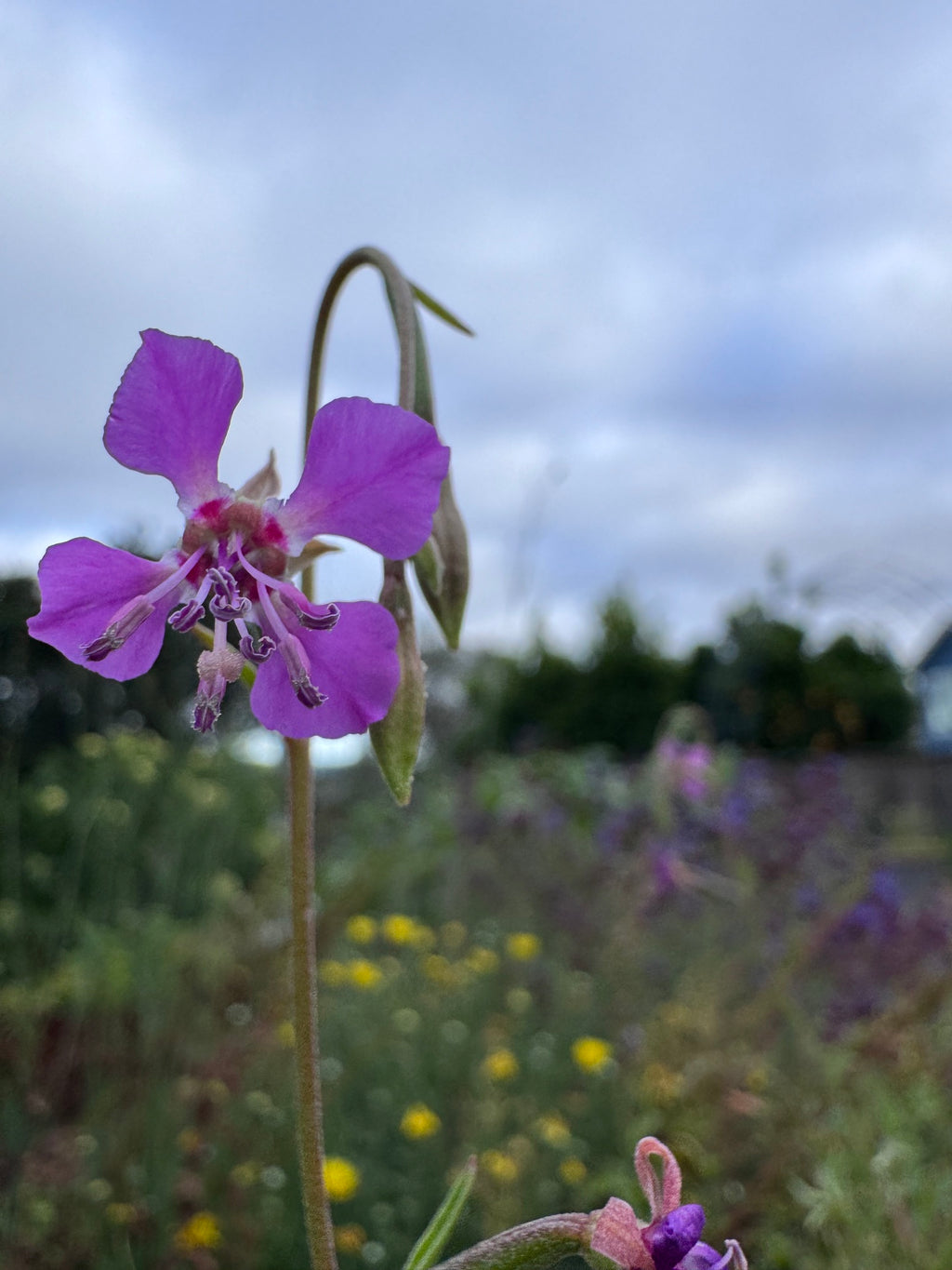 Diamond Clarkia | Clarkia rhomboidea