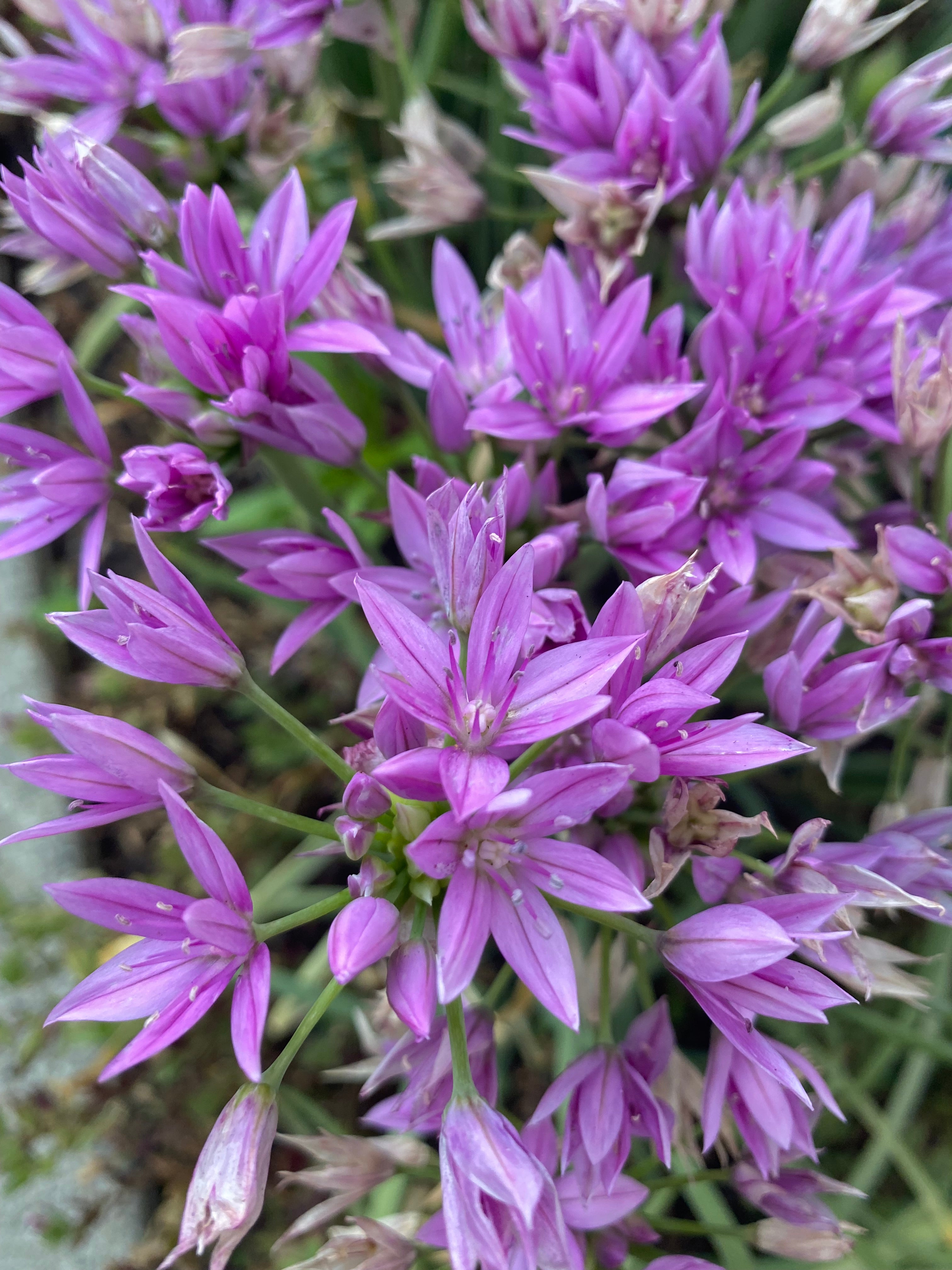 One Leaf Onion | Allium unifolium seeds