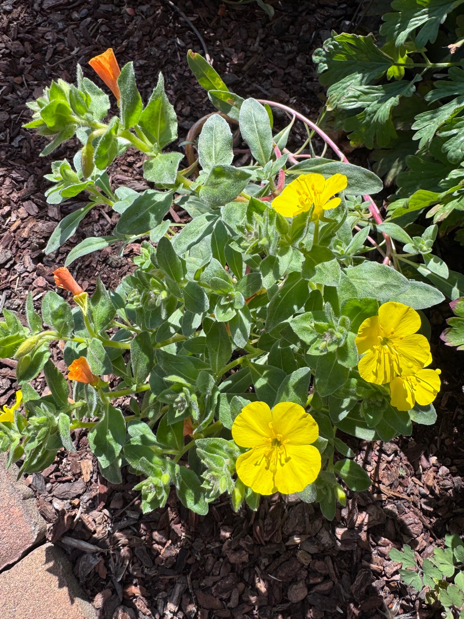 Beach Evening Primrose |  Camissoniopsis cheiranthifolia ssp. cheiranthifolia seeds