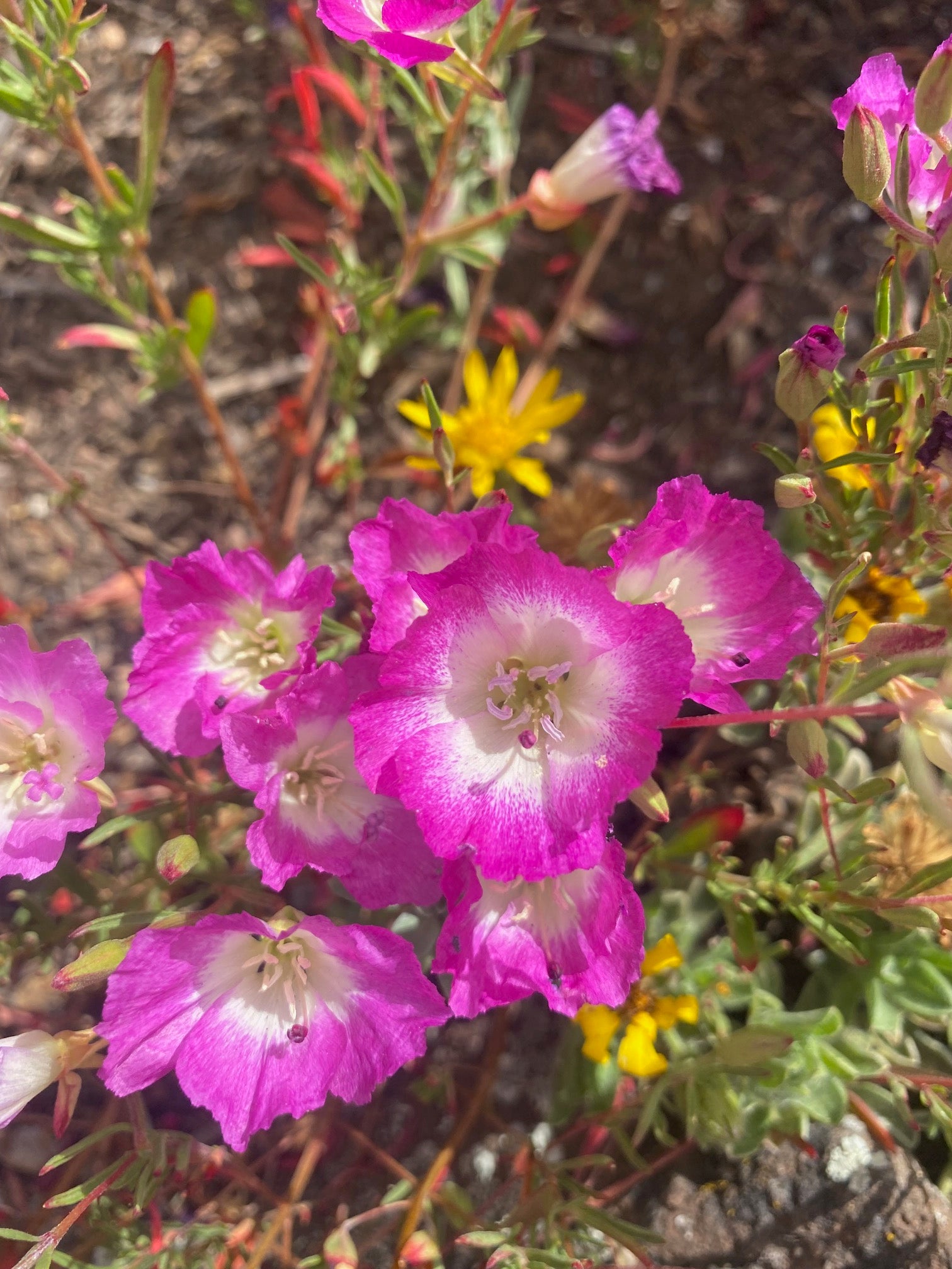 Clarkia Pismo | Clarkia speciosa ssp. immaculata seeds