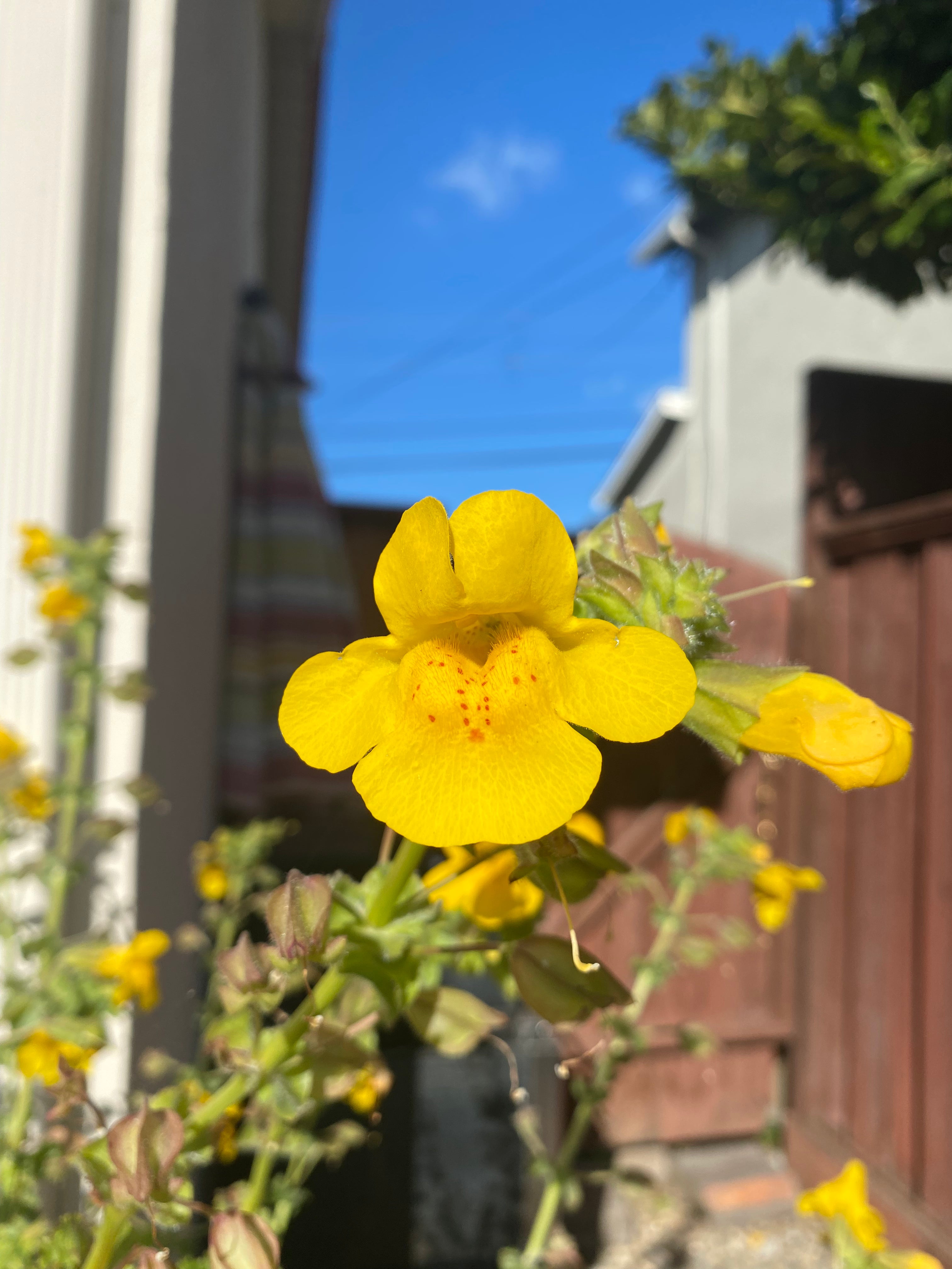 Seep Monkeyflower | Erythranthe guttata