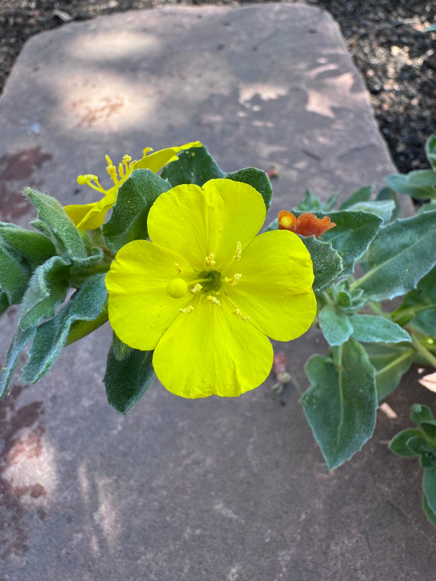 Beach Evening Primrose |  Camissoniopsis cheiranthifolia ssp. cheiranthifolia seeds