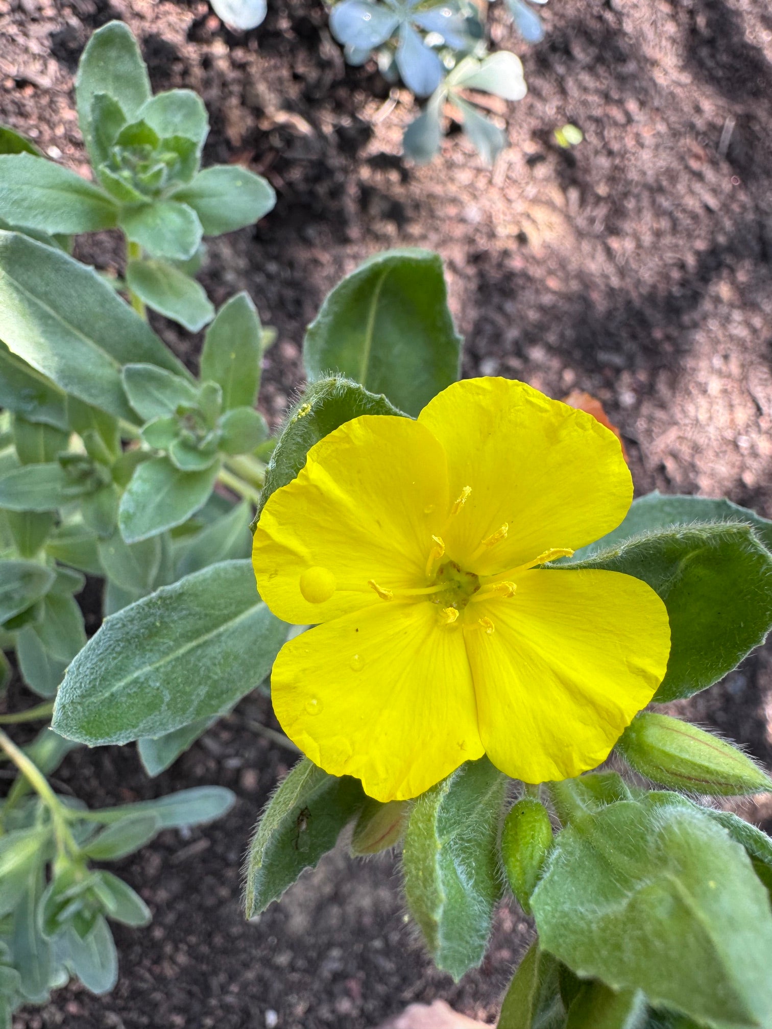 Beach Evening Primrose |  Camissoniopsis cheiranthifolia ssp. cheiranthifolia seeds