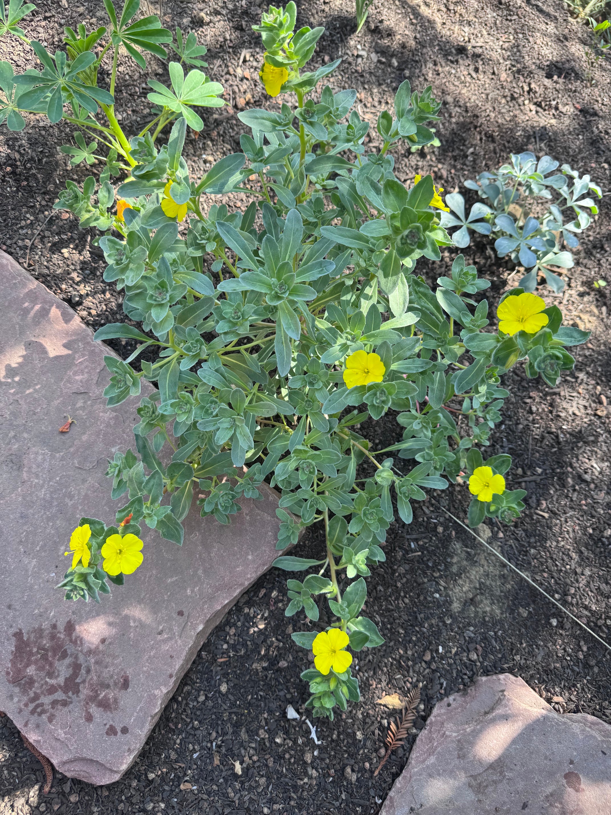 Beach Evening Primrose |  Camissoniopsis cheiranthifolia ssp. cheiranthifolia seeds