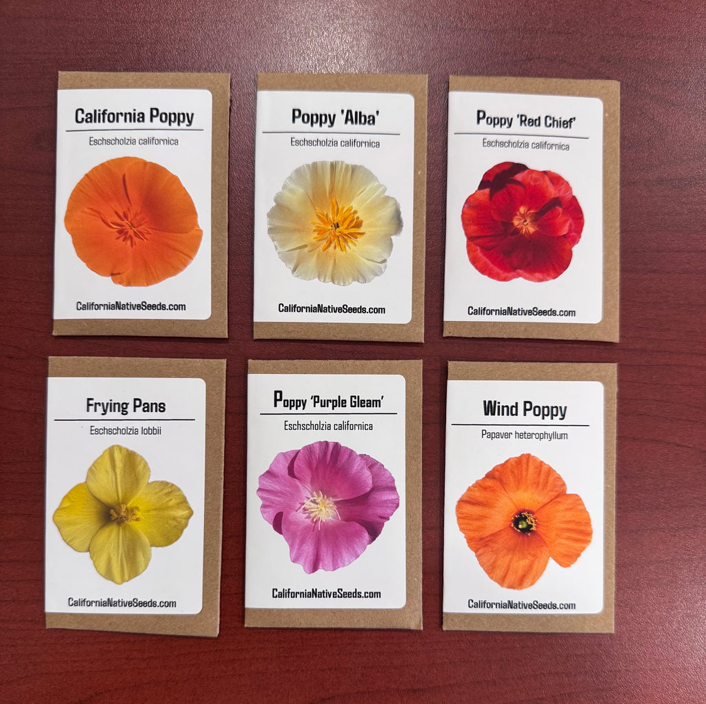 Poppy-Pourri: California Native Poppy Collection