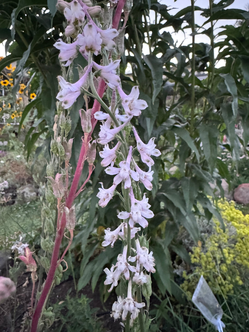 Hansen’s Larkspur | Delphinium hansenii seeds