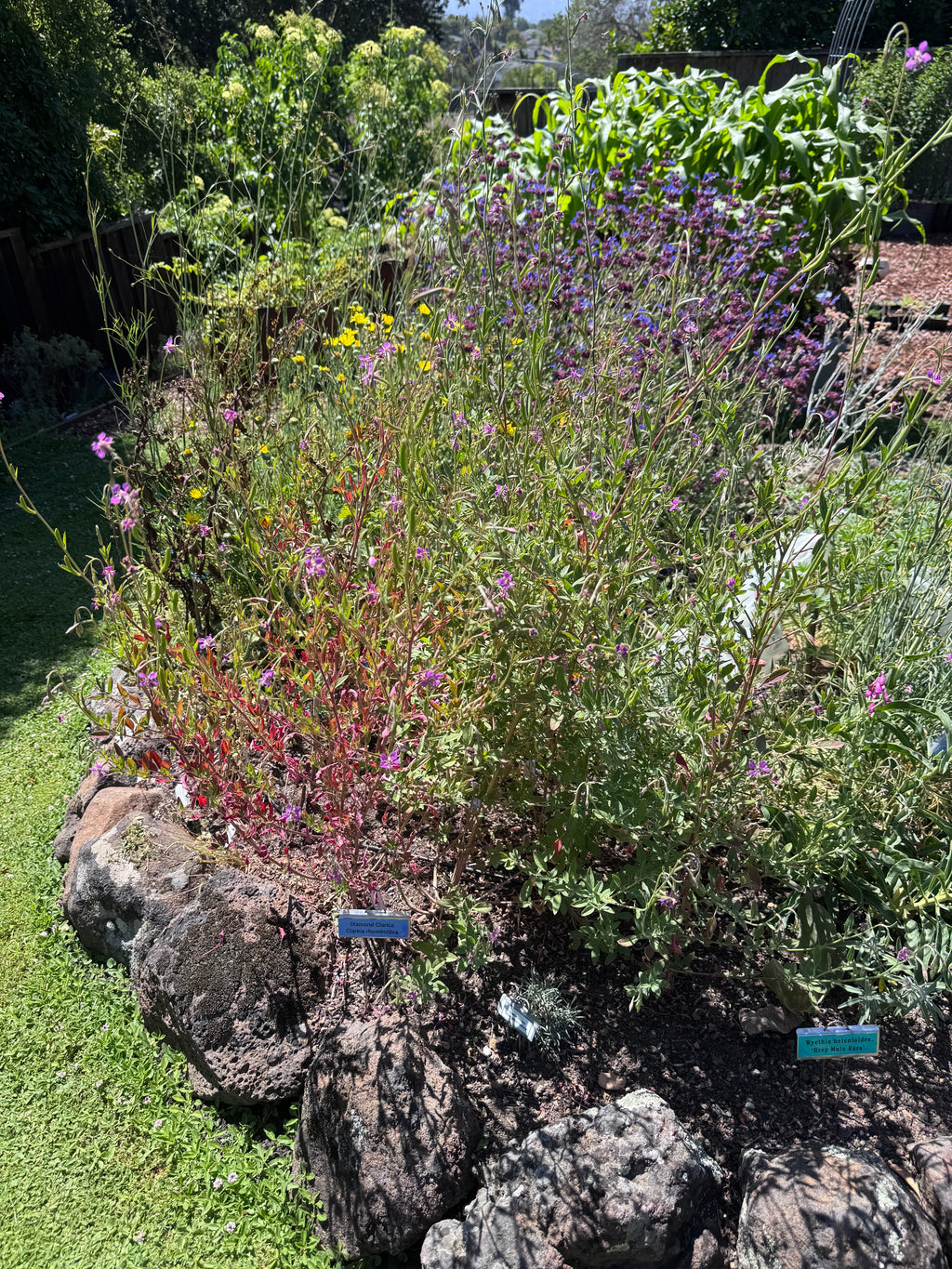 Diamond Clarkia | Clarkia rhomboidea