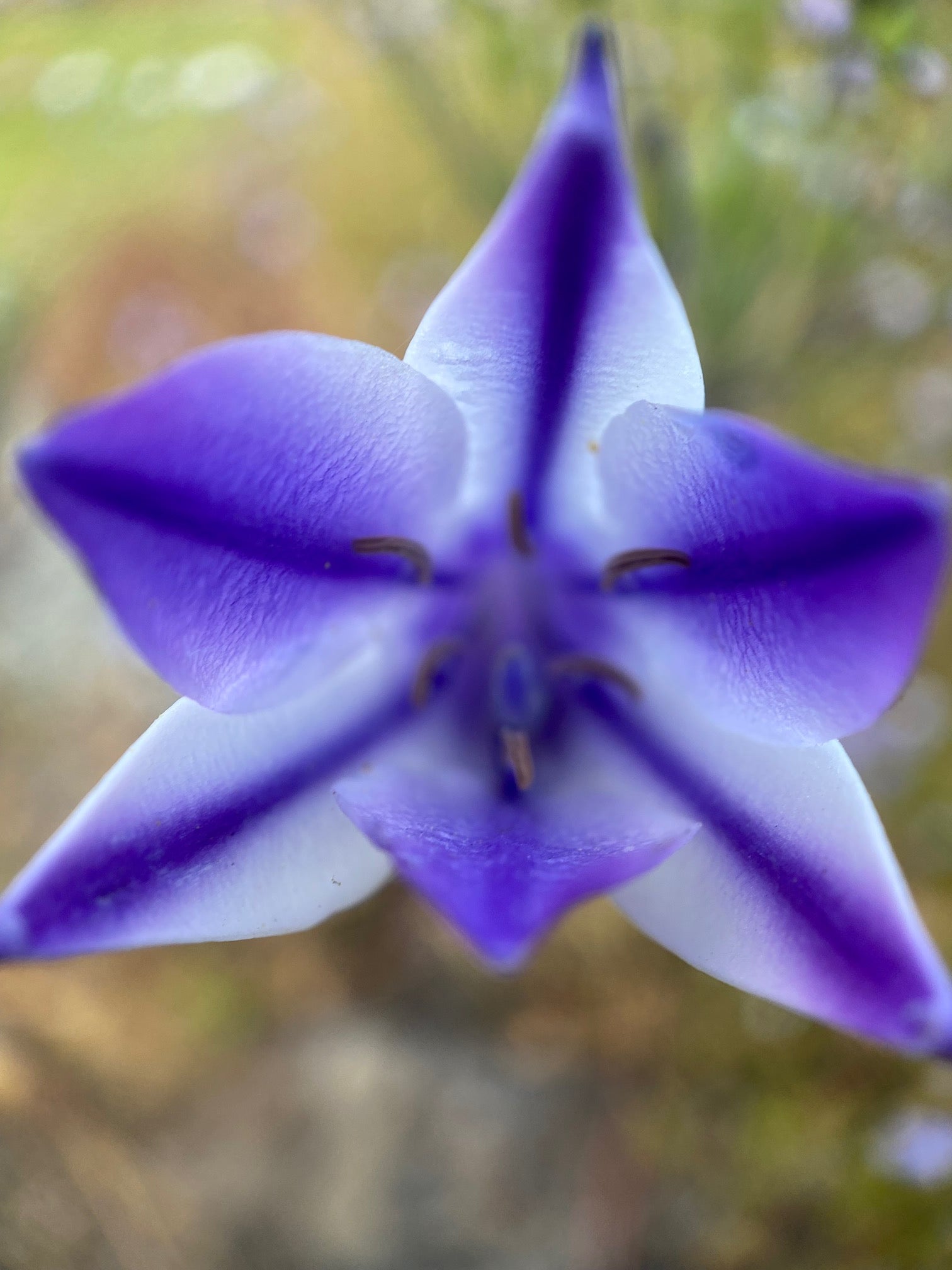 Ithuriel's Spear | Triteleia laxa seeds