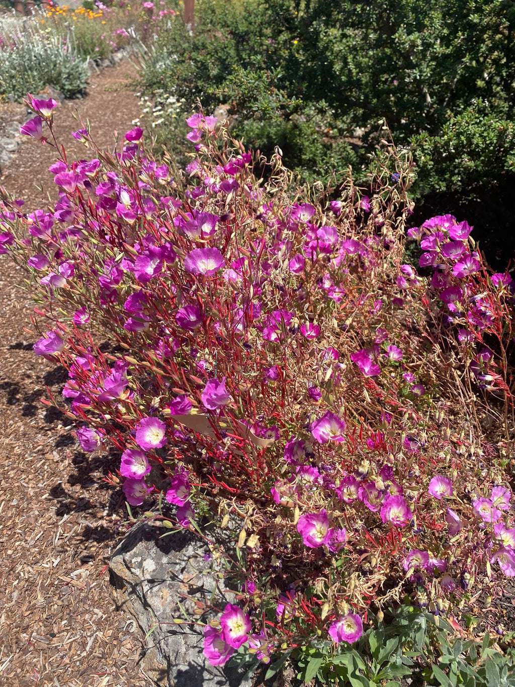 Clarkia Pismo | Clarkia speciosa ssp. immaculata seeds