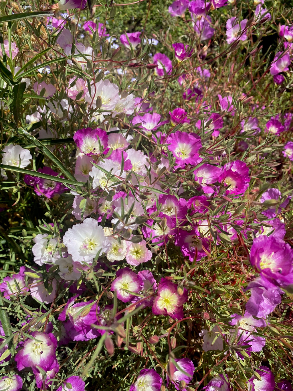 Clarkia Pismo | Clarkia speciosa ssp. immaculata seeds