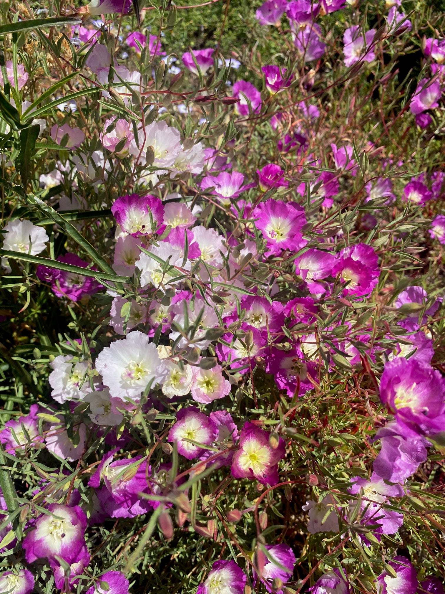 Clarkia Pismo | Clarkia speciosa ssp. immaculata seeds