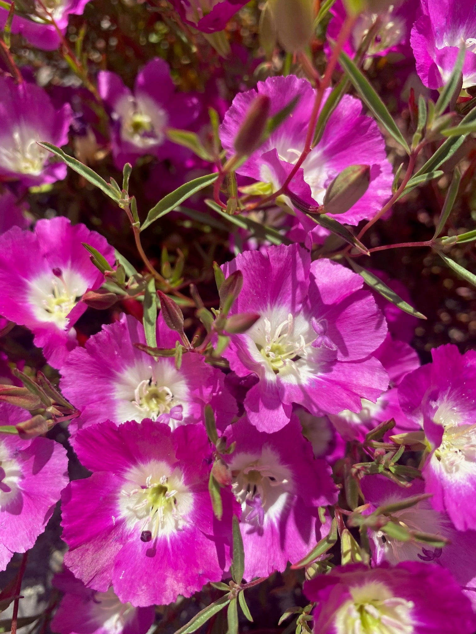 Clarkia Pismo | Clarkia speciosa ssp. immaculata seeds