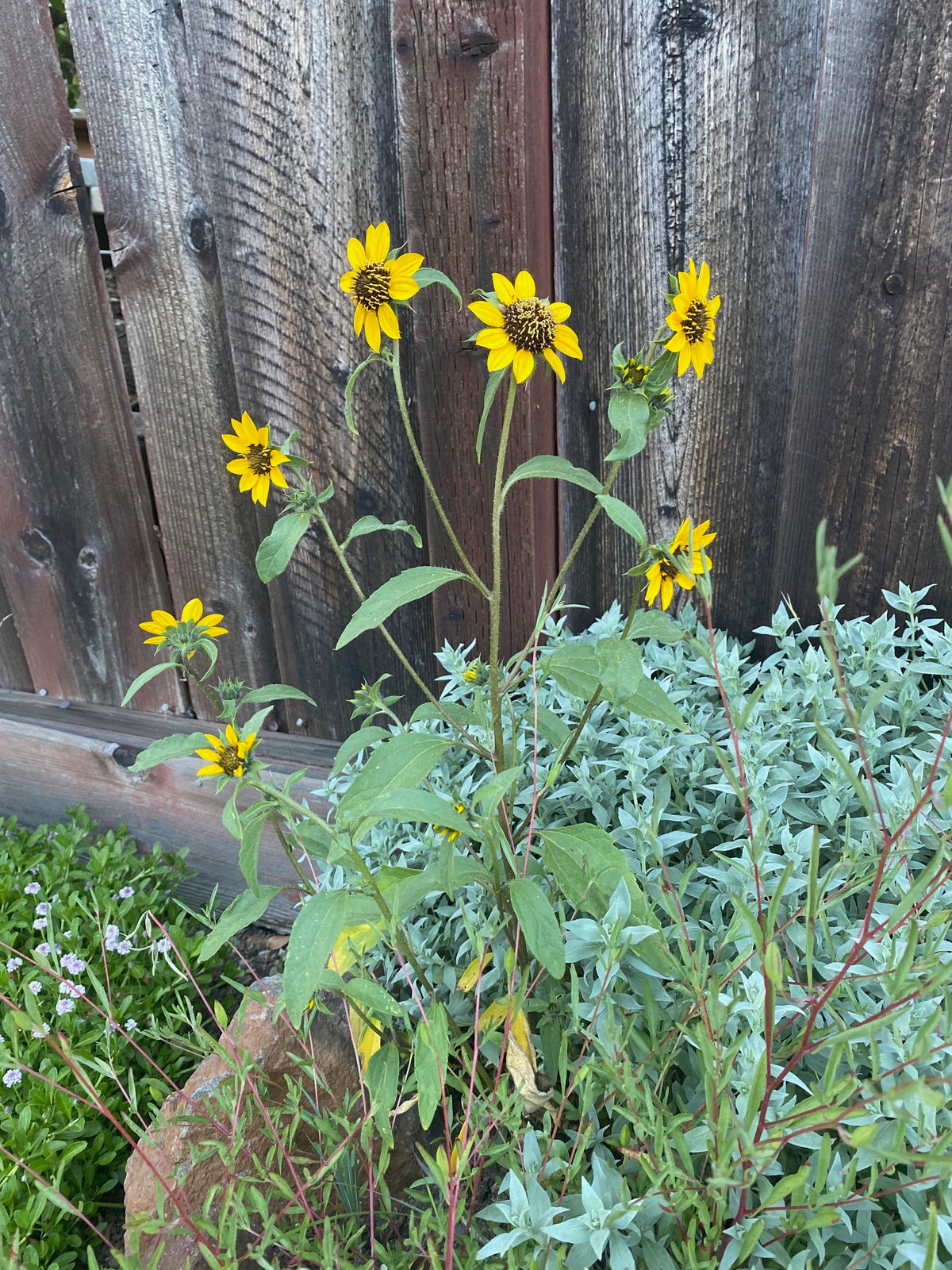Serpentine Sunflower | Helianthus bolanderi
