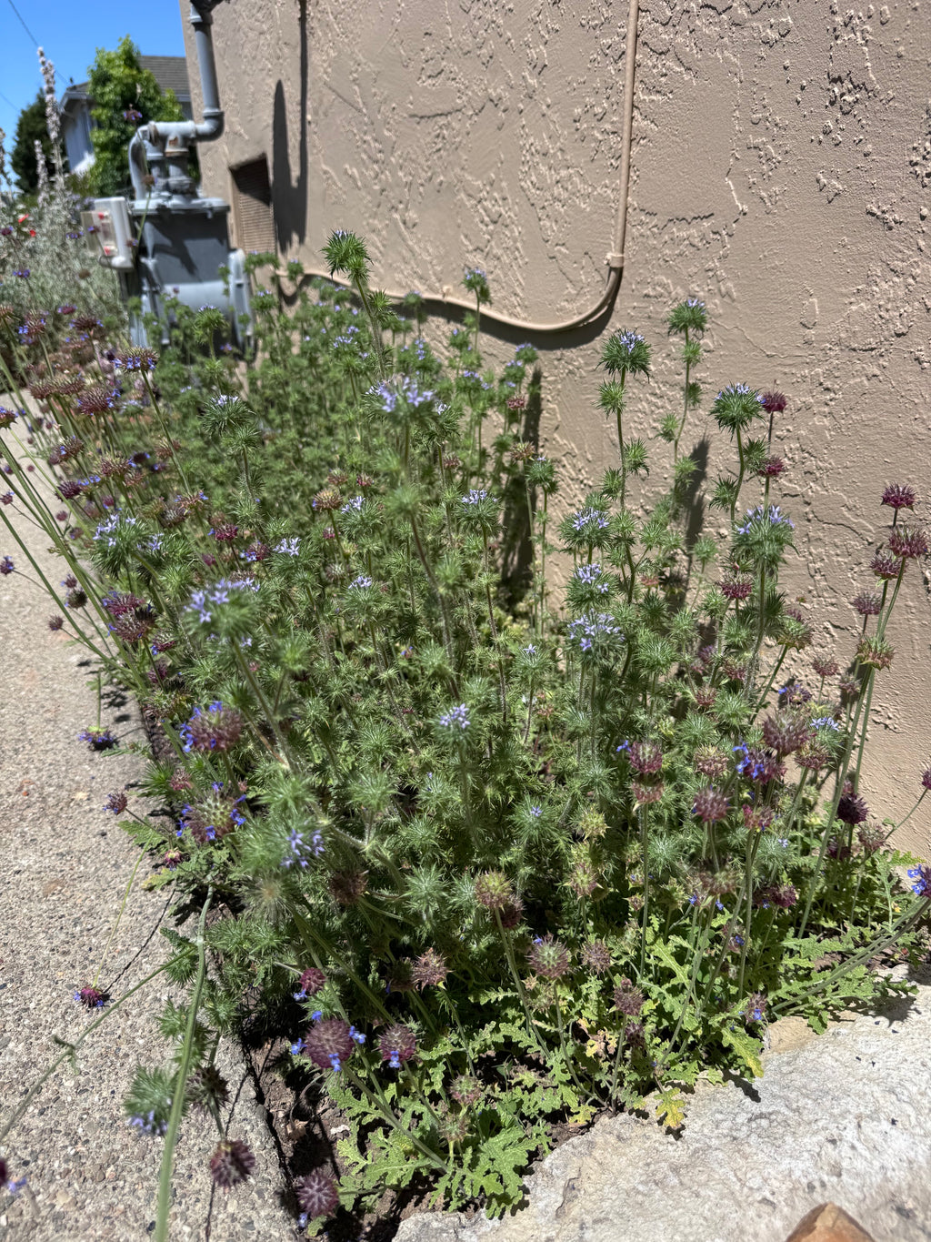 Skunkbush | Navarretia squarrosa seeds