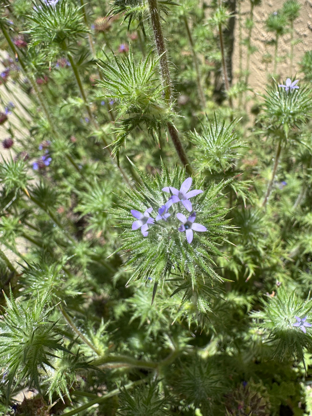 Skunkbush | Navarretia squarrosa seeds