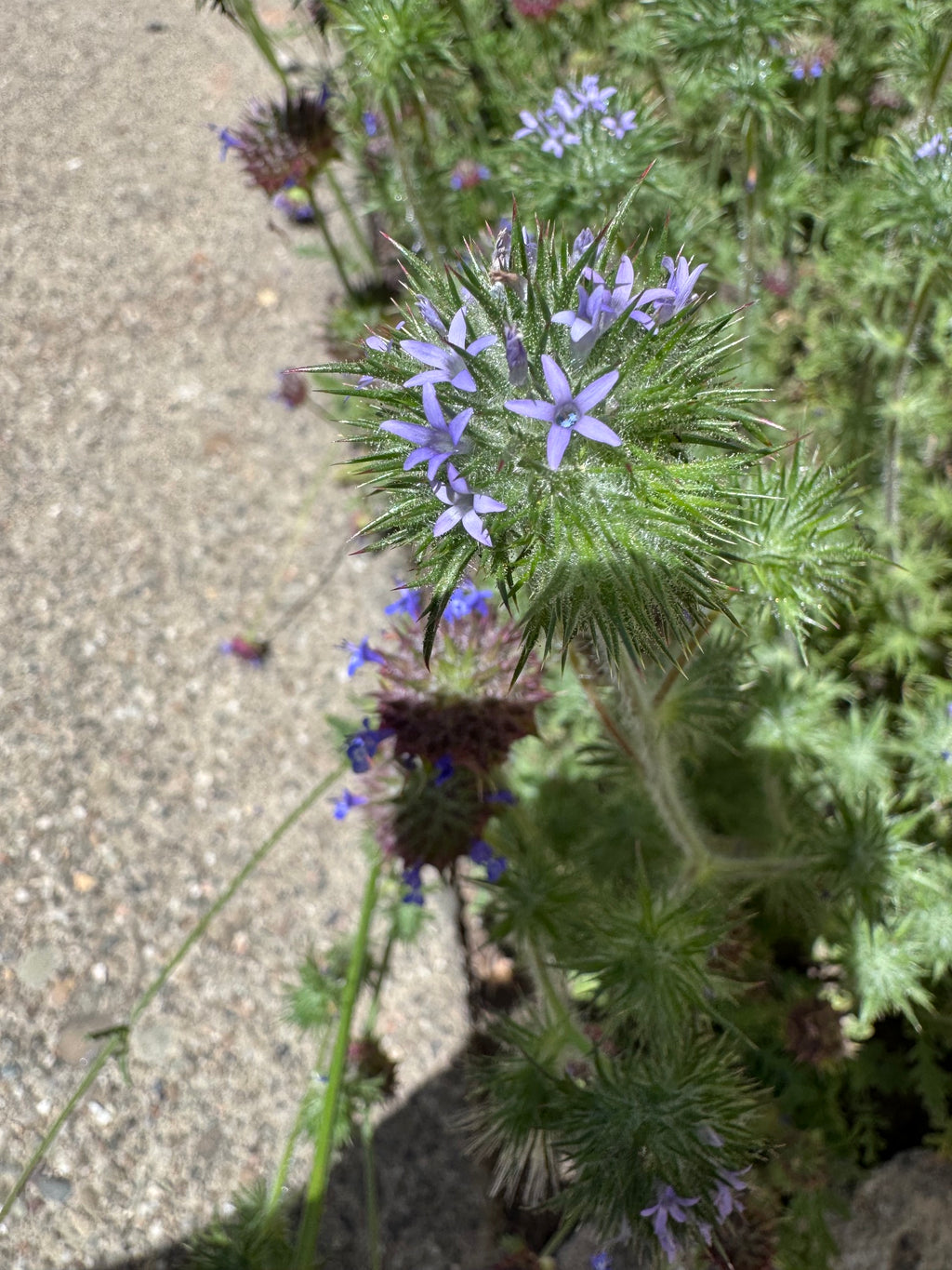 Skunkbush | Navarretia squarrosa seeds