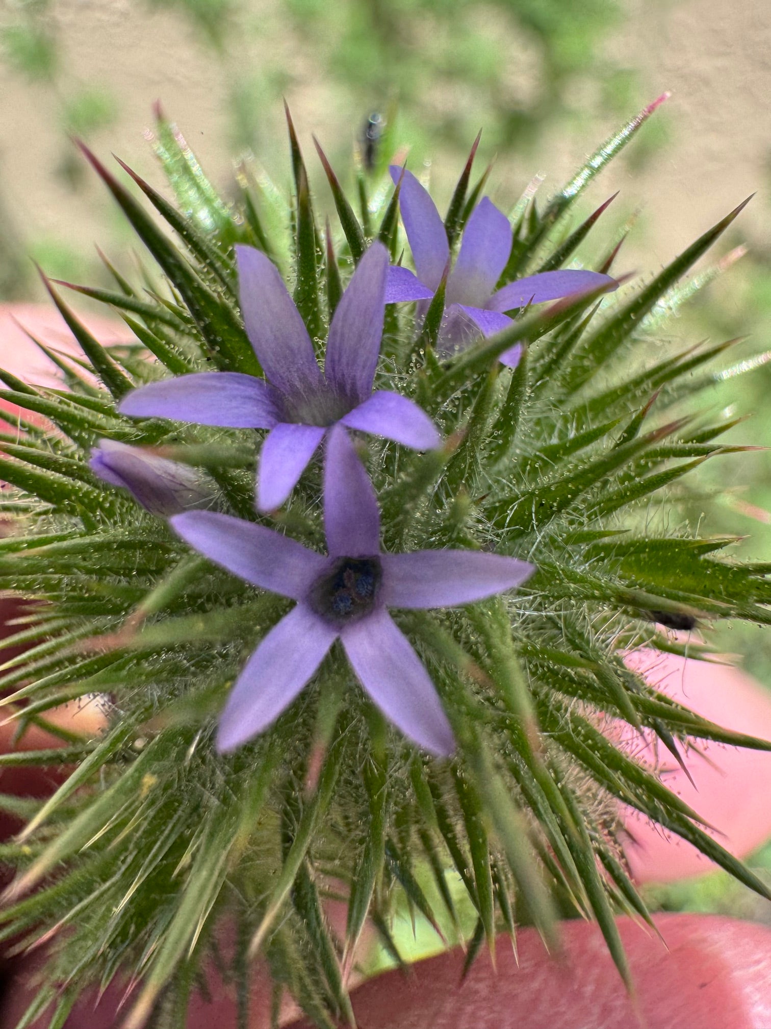 Skunkbush | Navarretia squarrosa seeds