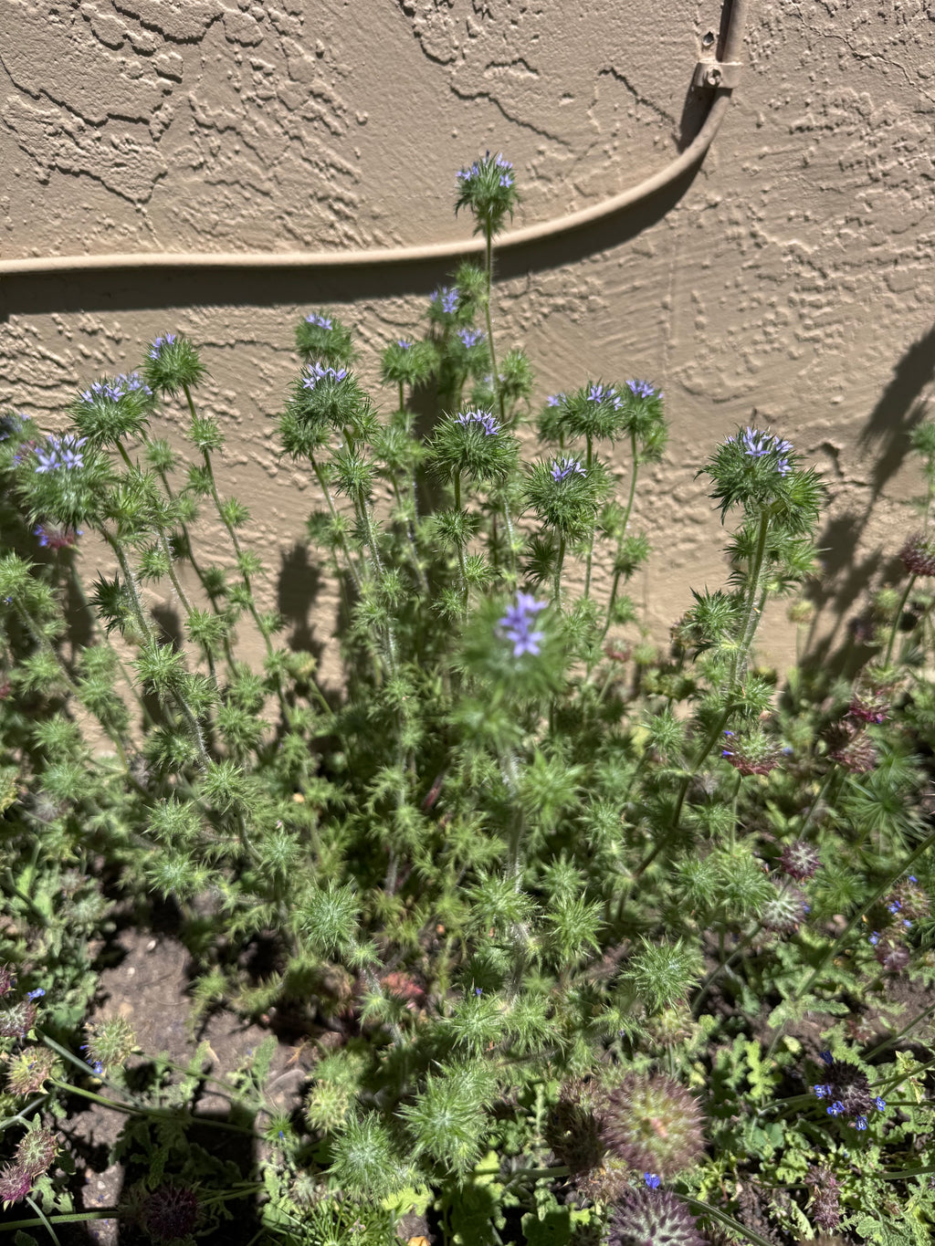 Skunkbush | Navarretia squarrosa seeds