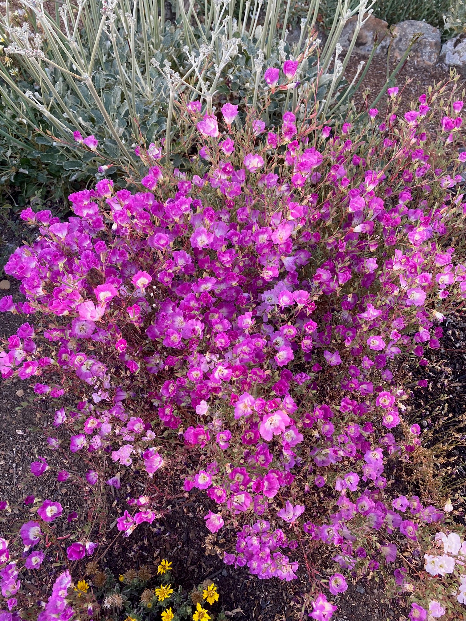 Clarkia Pismo | Clarkia speciosa ssp. immaculata seeds