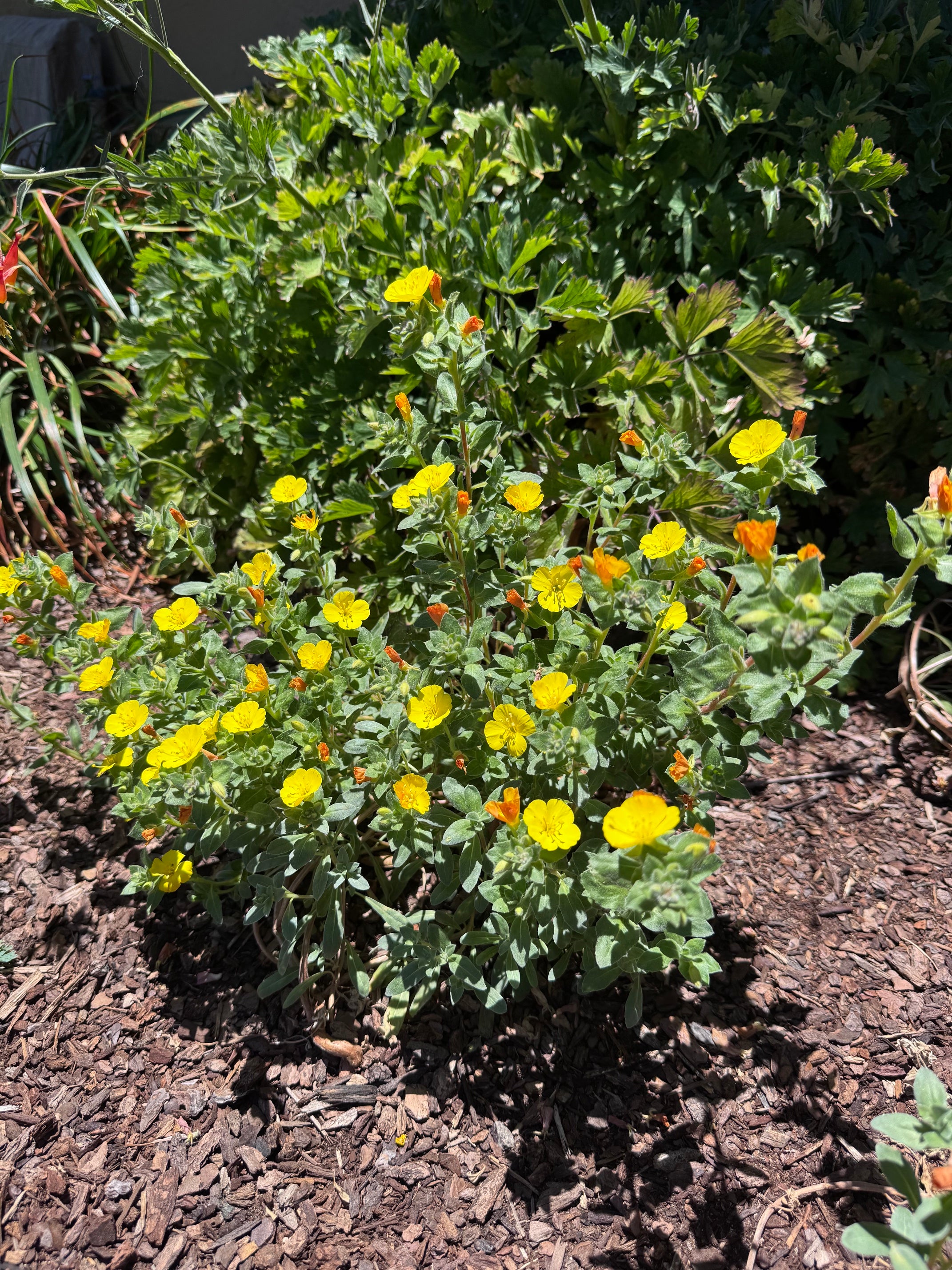 Beach Evening Primrose |  Camissoniopsis cheiranthifolia ssp. cheiranthifolia seeds