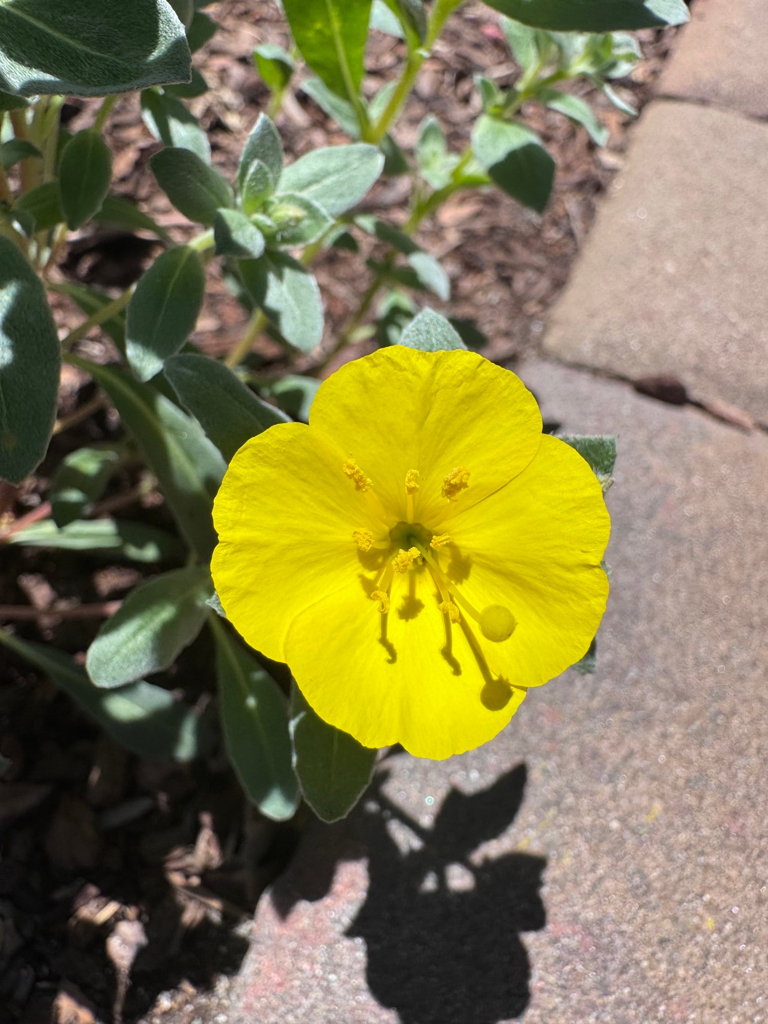 Beach Evening Primrose |  Camissoniopsis cheiranthifolia ssp. cheiranthifolia seeds