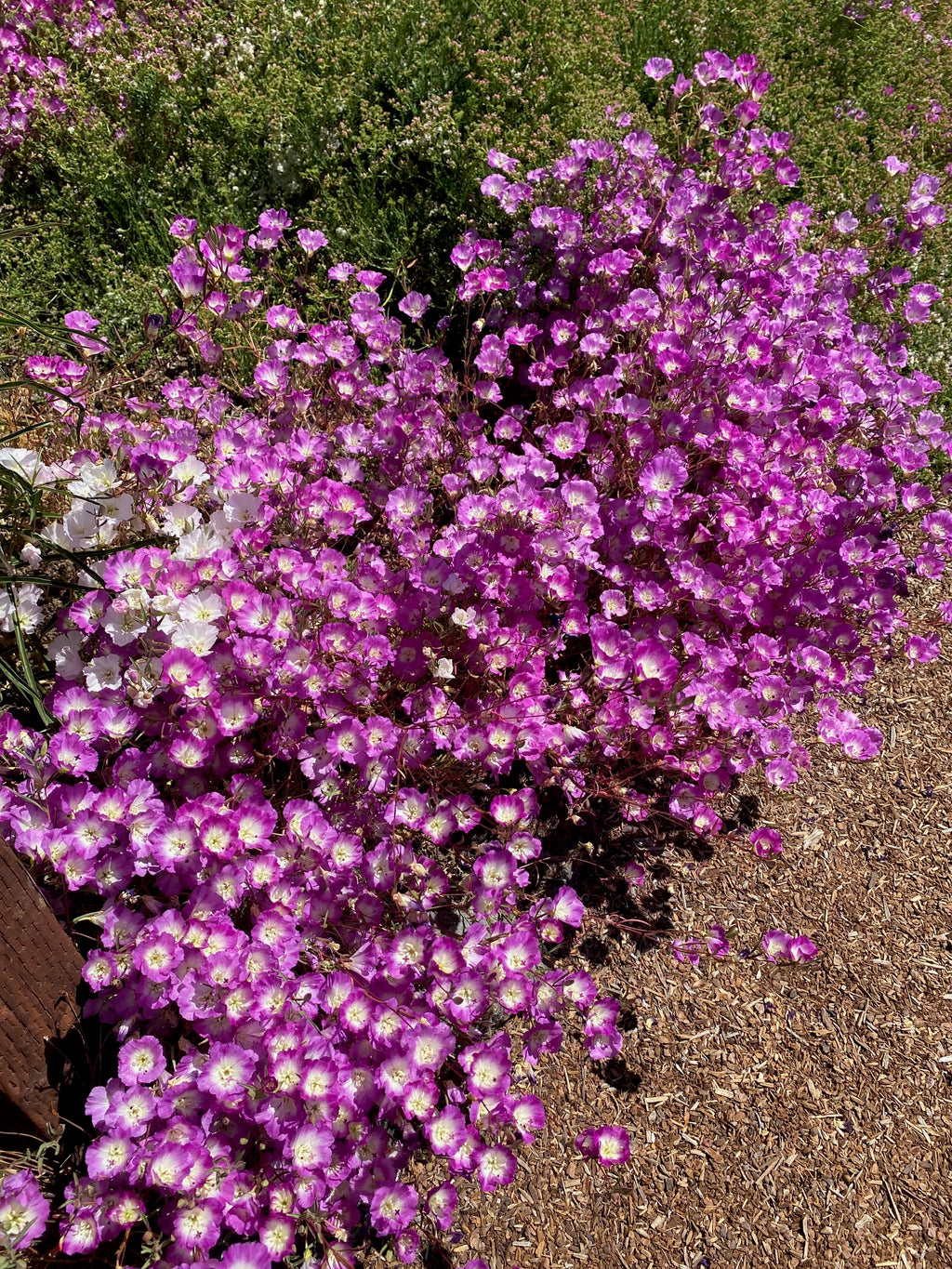 Clarkia Carnival seed set - 8 Varieties