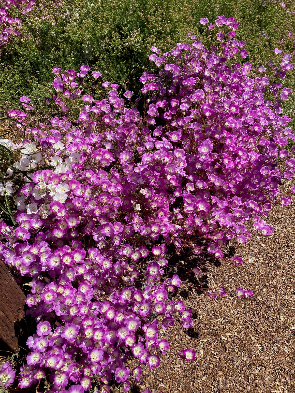 Clarkia Carnival seed set - 8 Varieties