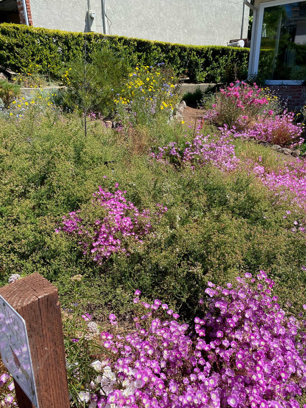 Clarkia Pismo | Clarkia speciosa ssp. immaculata seeds