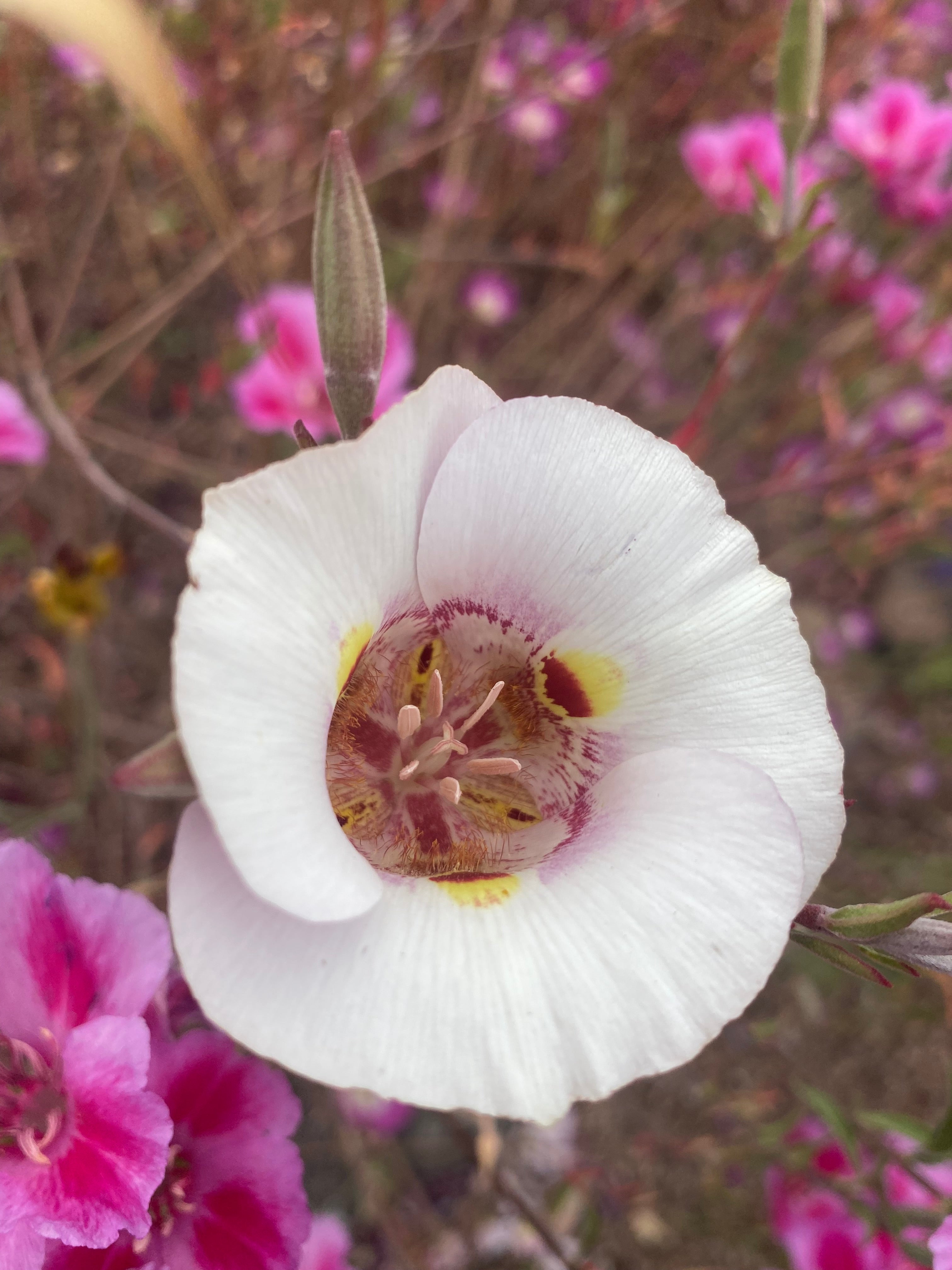 Butterfly Mariposa Lily | Calochortus Venustus - Seeds