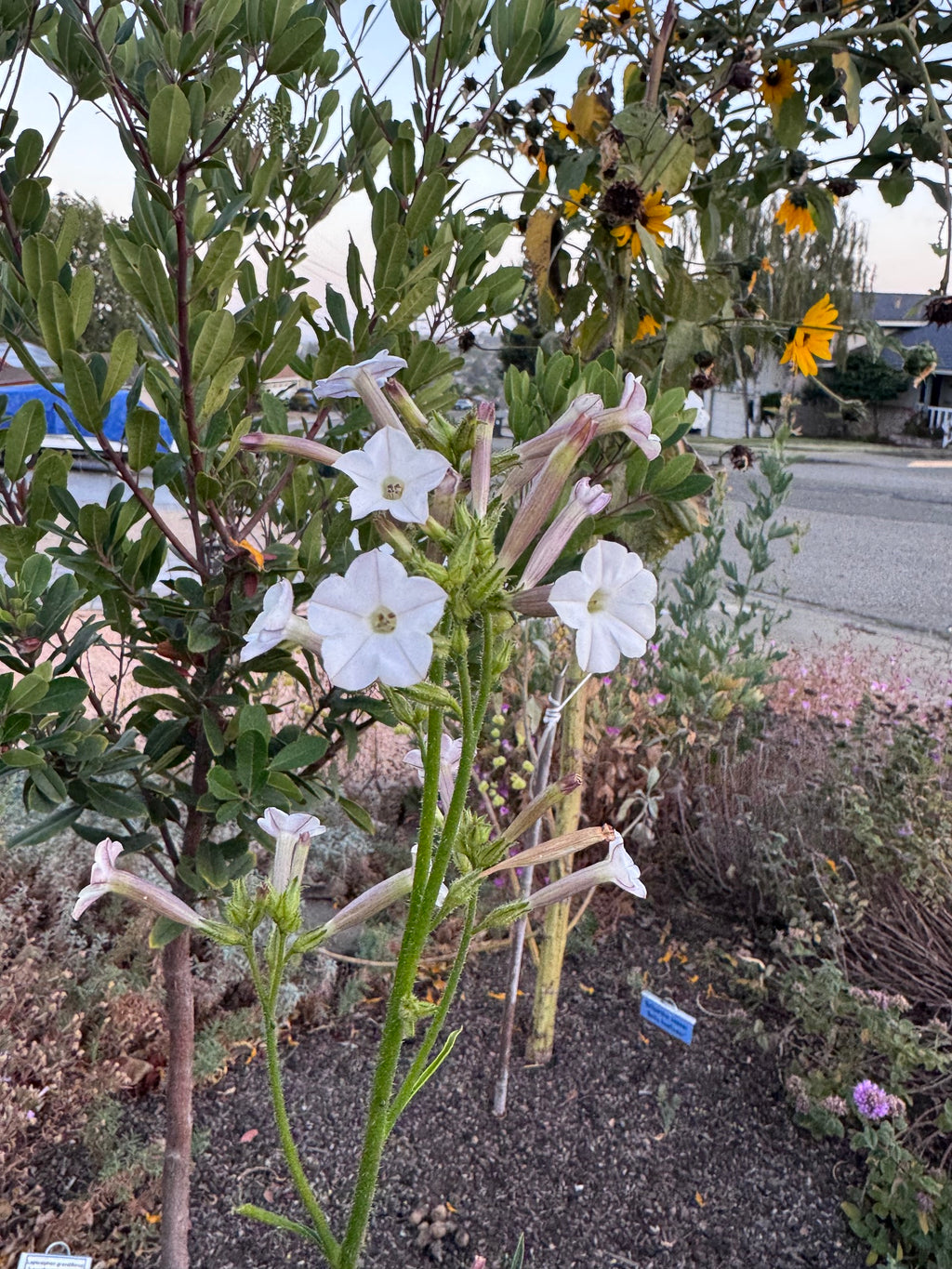 Coyote Tobacco | Nicotiana attenuata seeds