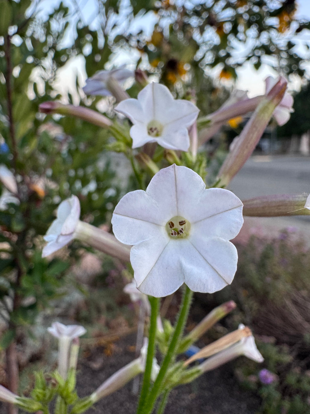 Coyote Tobacco | Nicotiana attenuata seeds