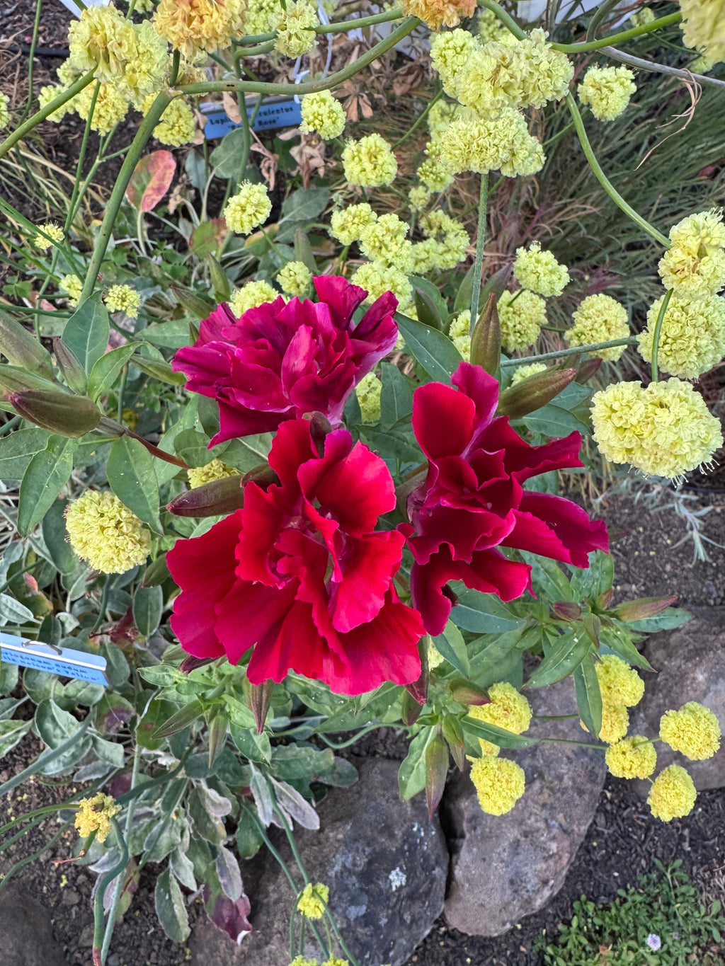 Scarlet Clarkia | Clarkia amoena 'Scarlet'