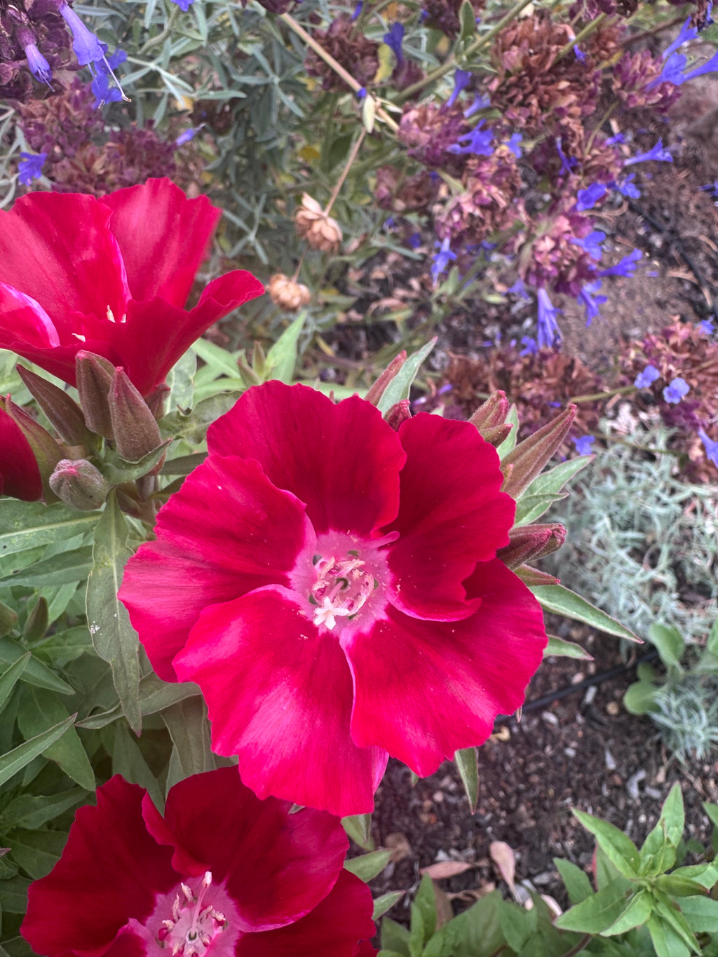 Scarlet Clarkia | Clarkia amoena 'Scarlet'