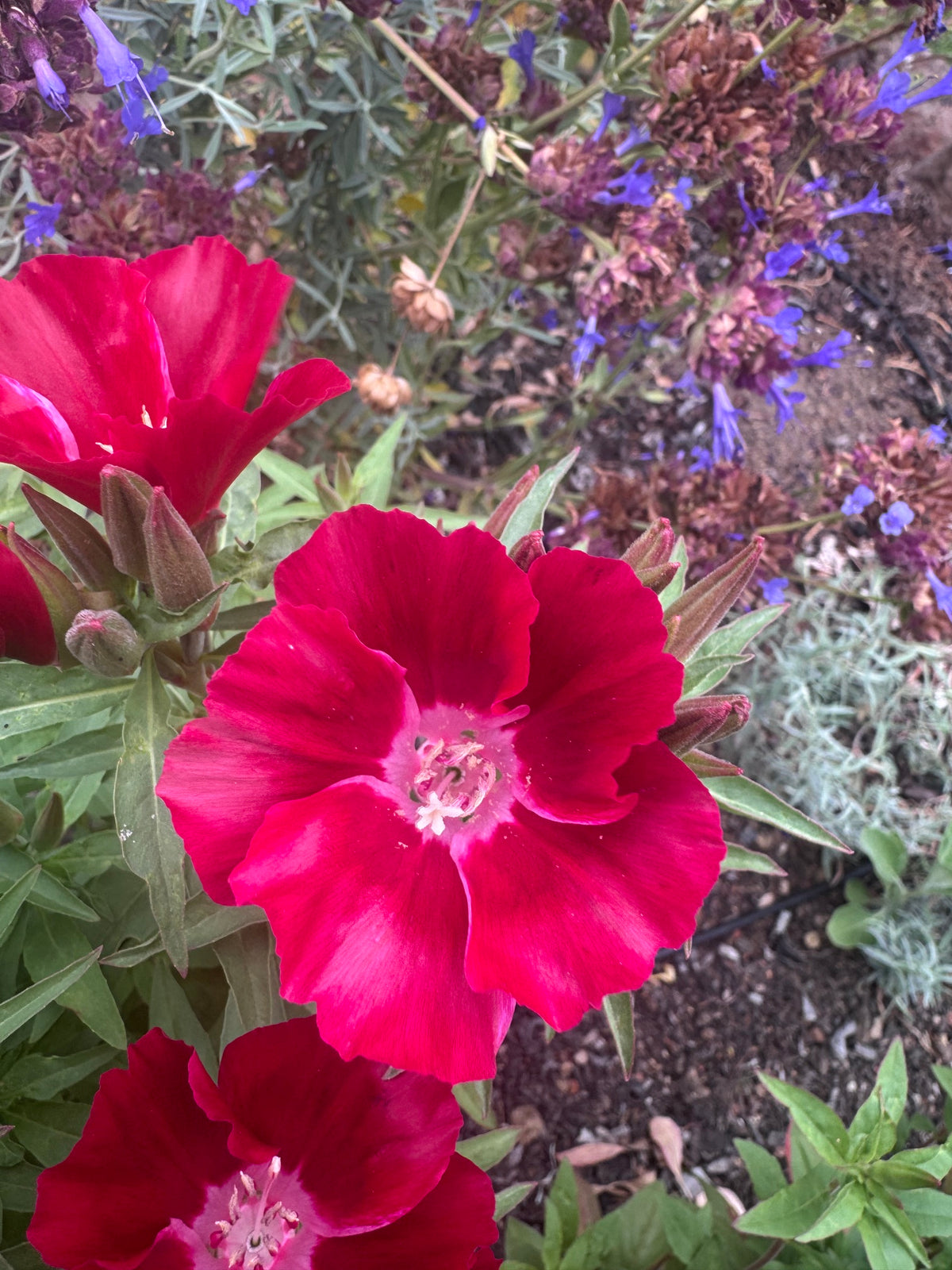 Scarlet Clarkia | Clarkia amoena 'Scarlet'