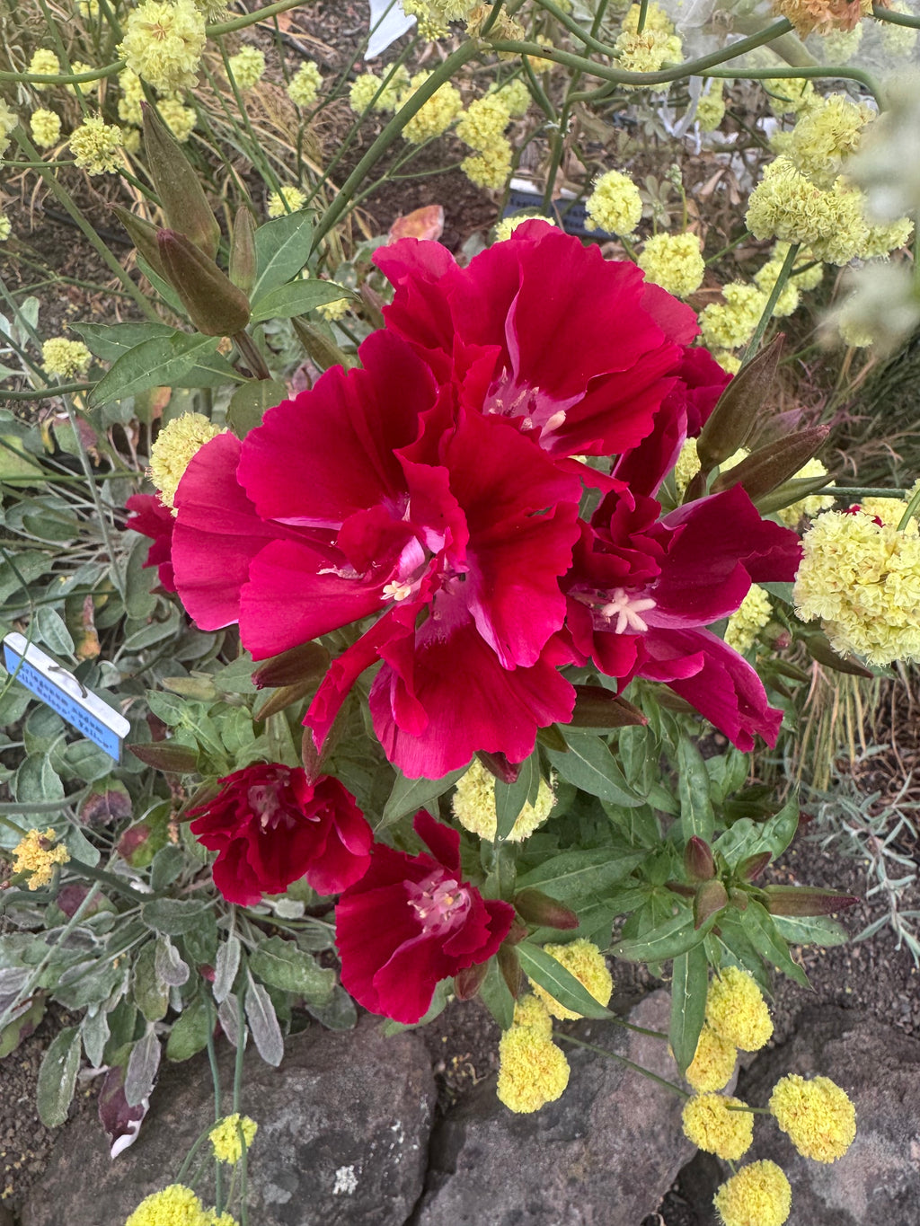 Scarlet Clarkia | Clarkia amoena 'Scarlet'