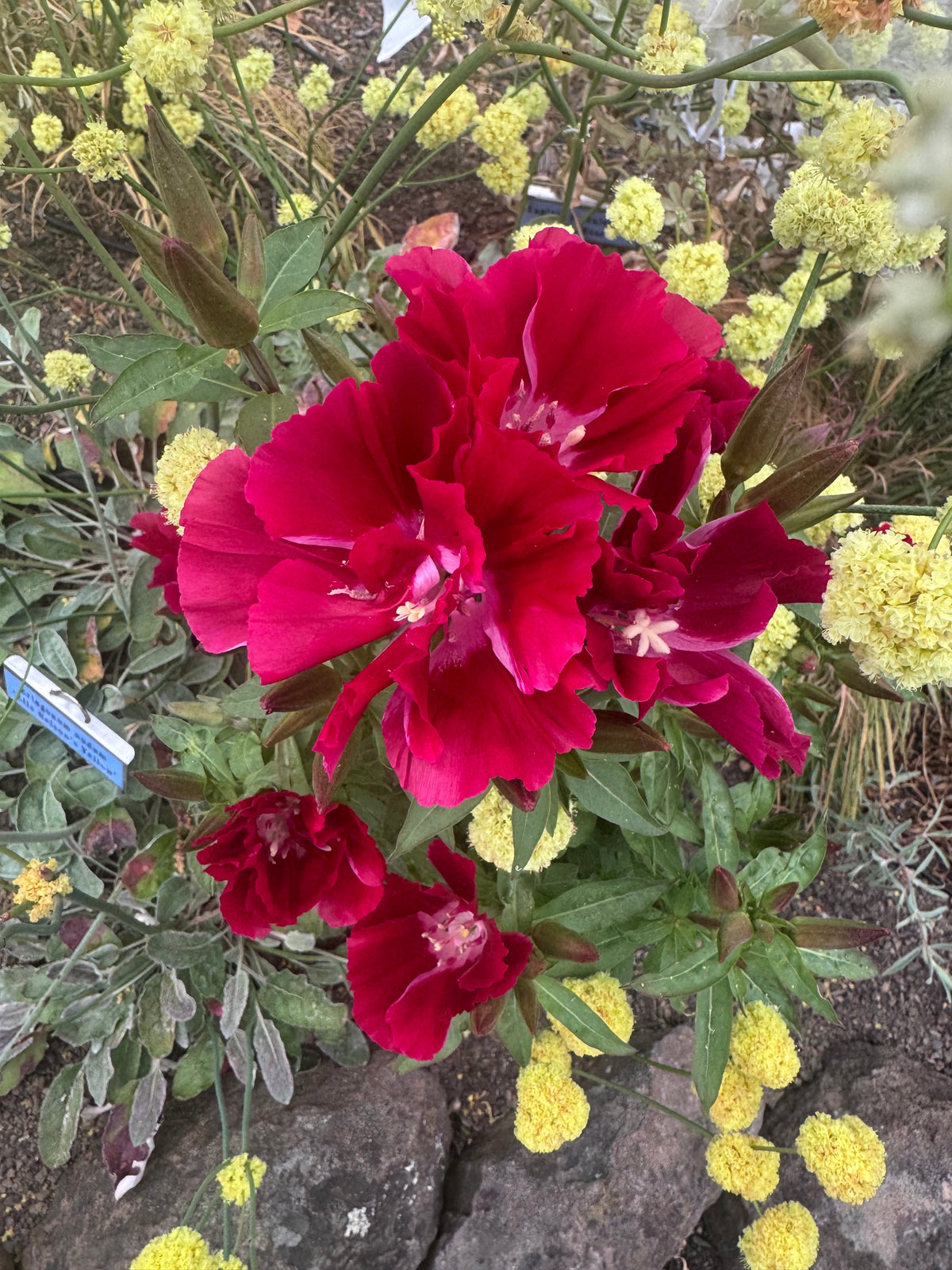Scarlet Clarkia | Clarkia amoena 'Scarlet'