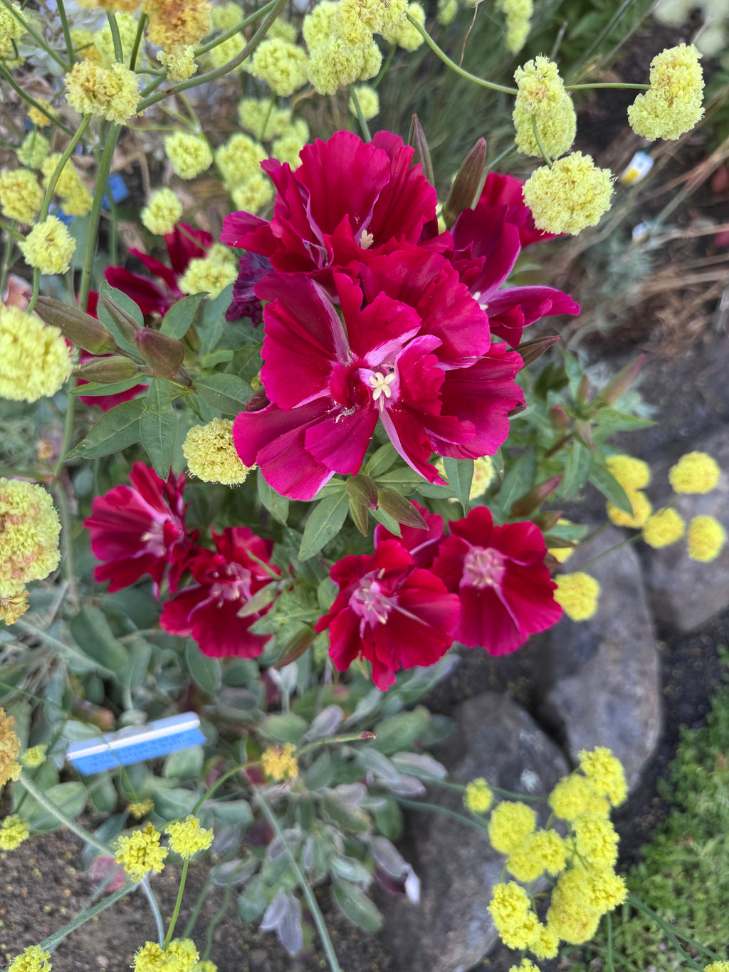 Scarlet Clarkia | Clarkia amoena 'Scarlet'