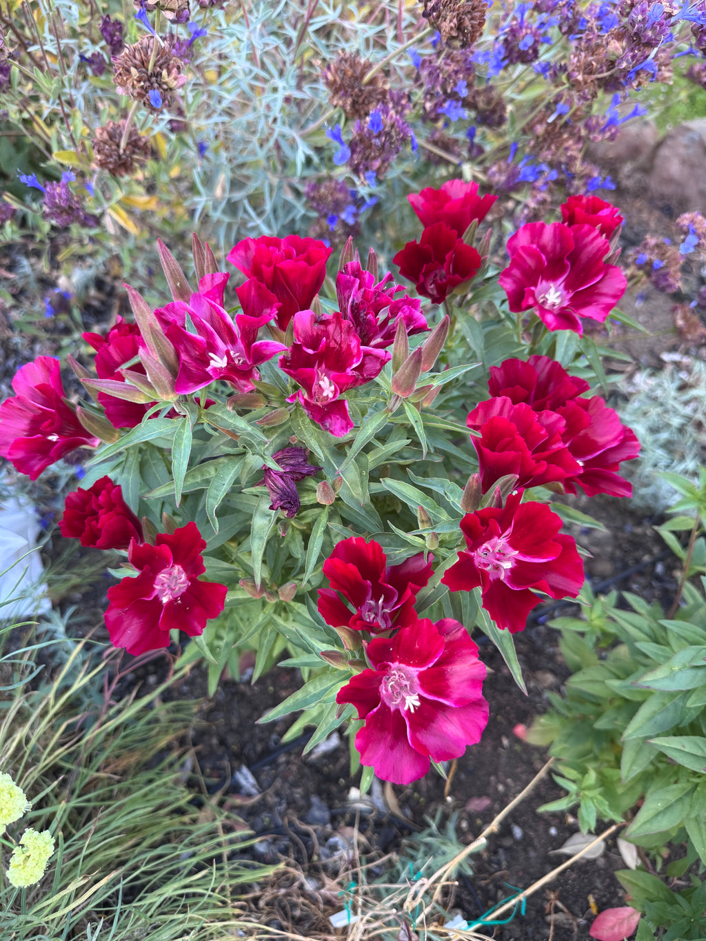 Scarlet Clarkia | Clarkia amoena 'Scarlet'
