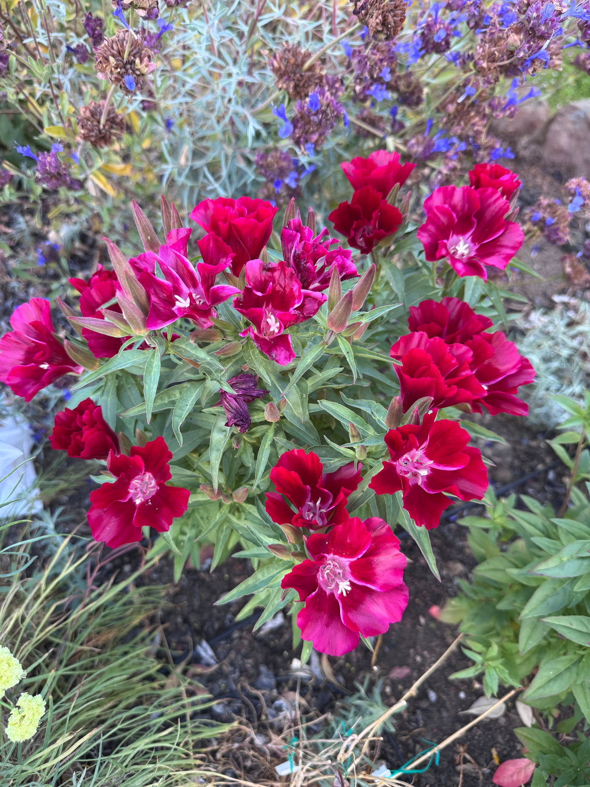Scarlet Clarkia | Clarkia amoena 'Scarlet'