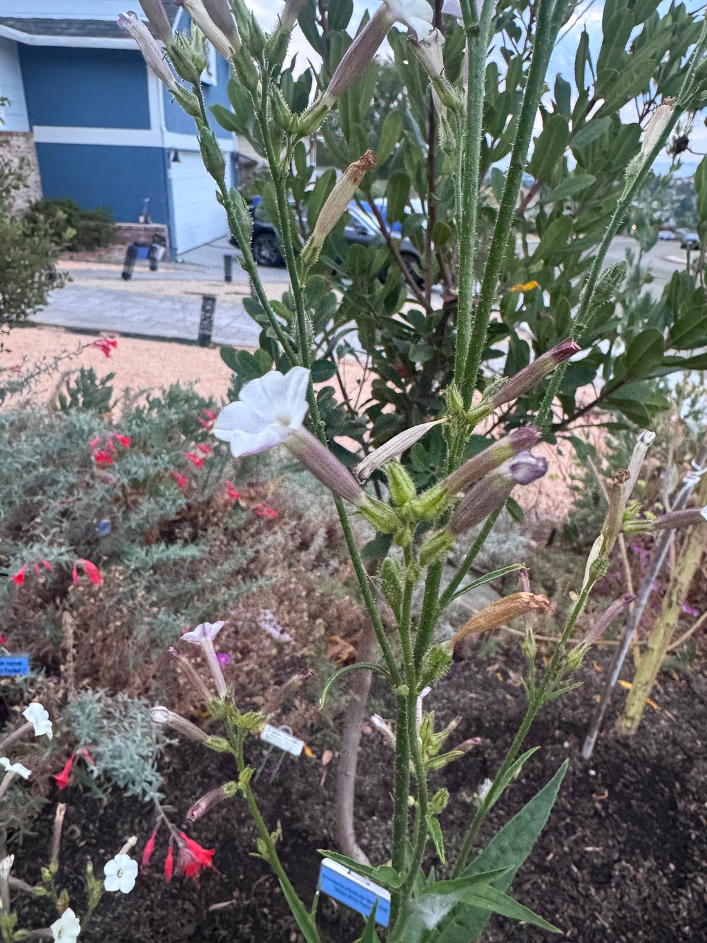 Coyote Tobacco | Nicotiana attenuata seeds