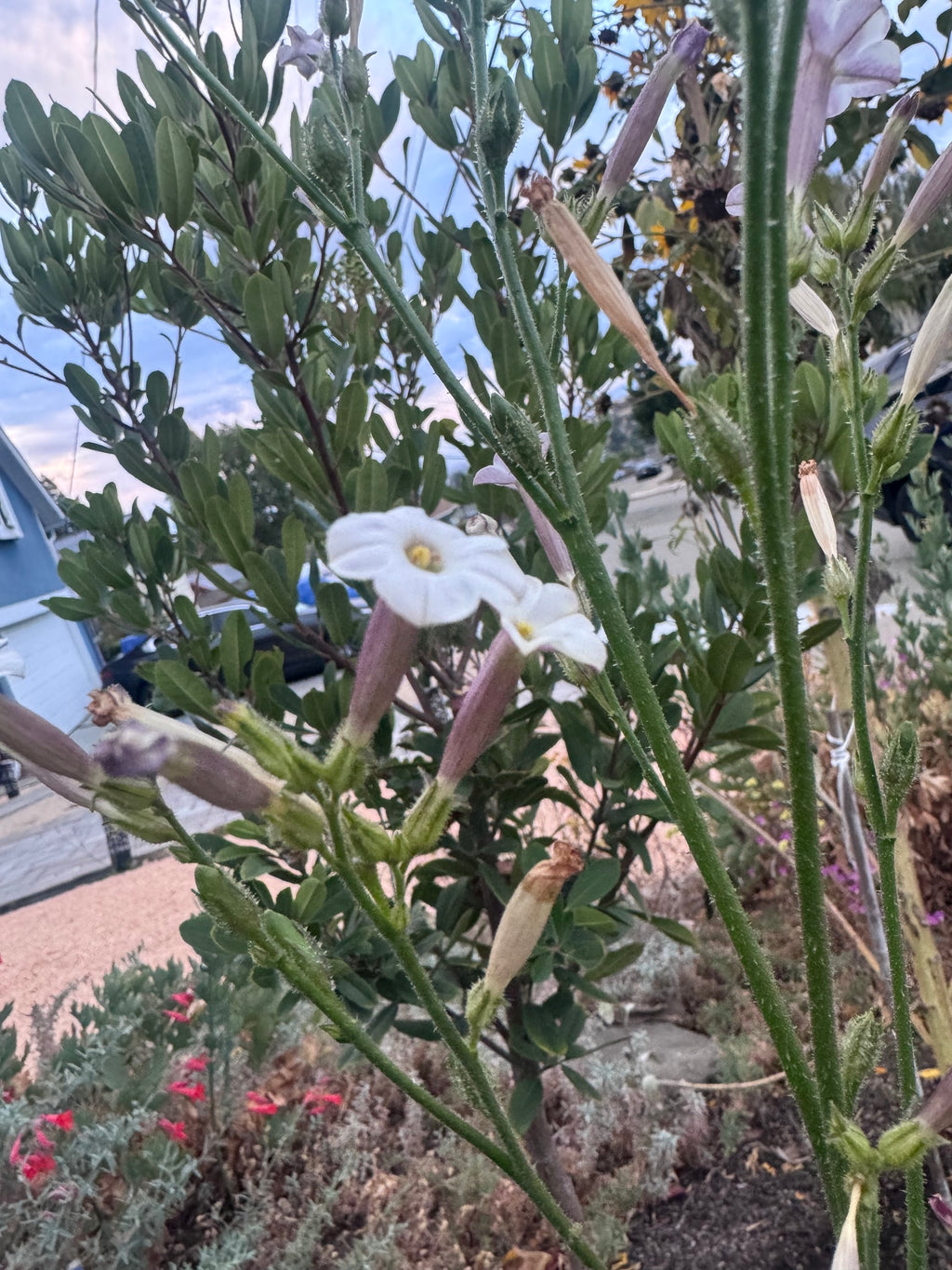 Coyote Tobacco | Nicotiana attenuata seeds