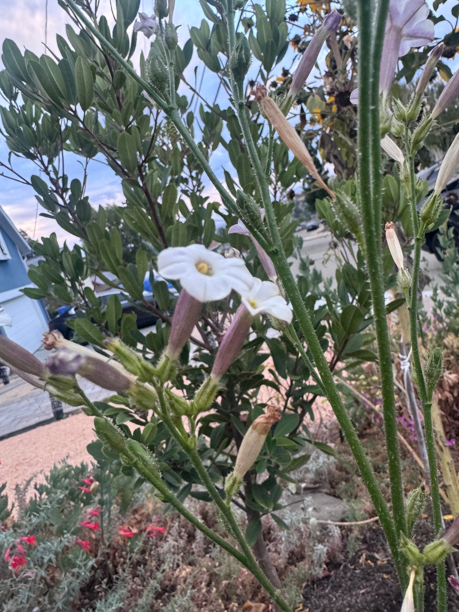Coyote Tobacco | Nicotiana attenuata seeds