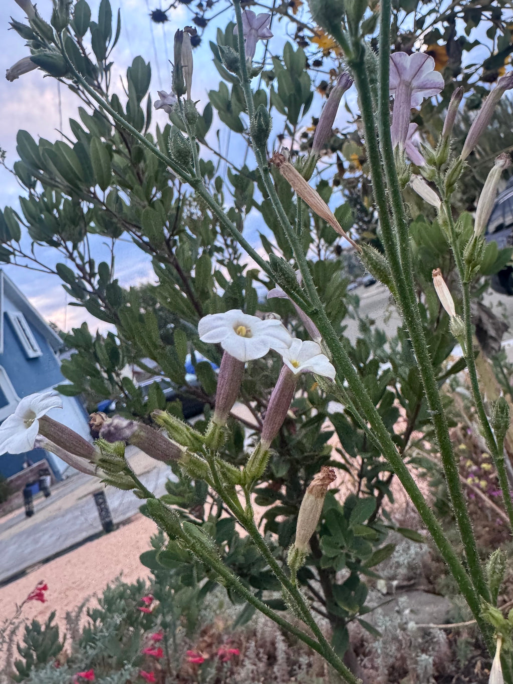 Coyote Tobacco | Nicotiana attenuata seeds