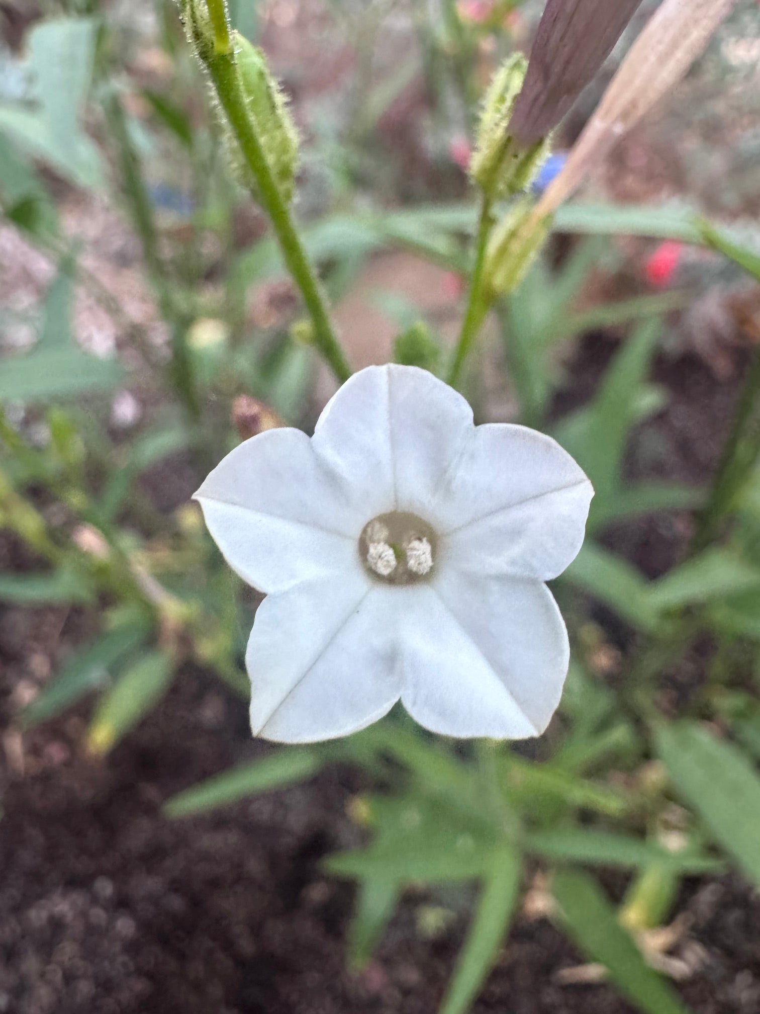 Coyote Tobacco | Nicotiana attenuata seeds