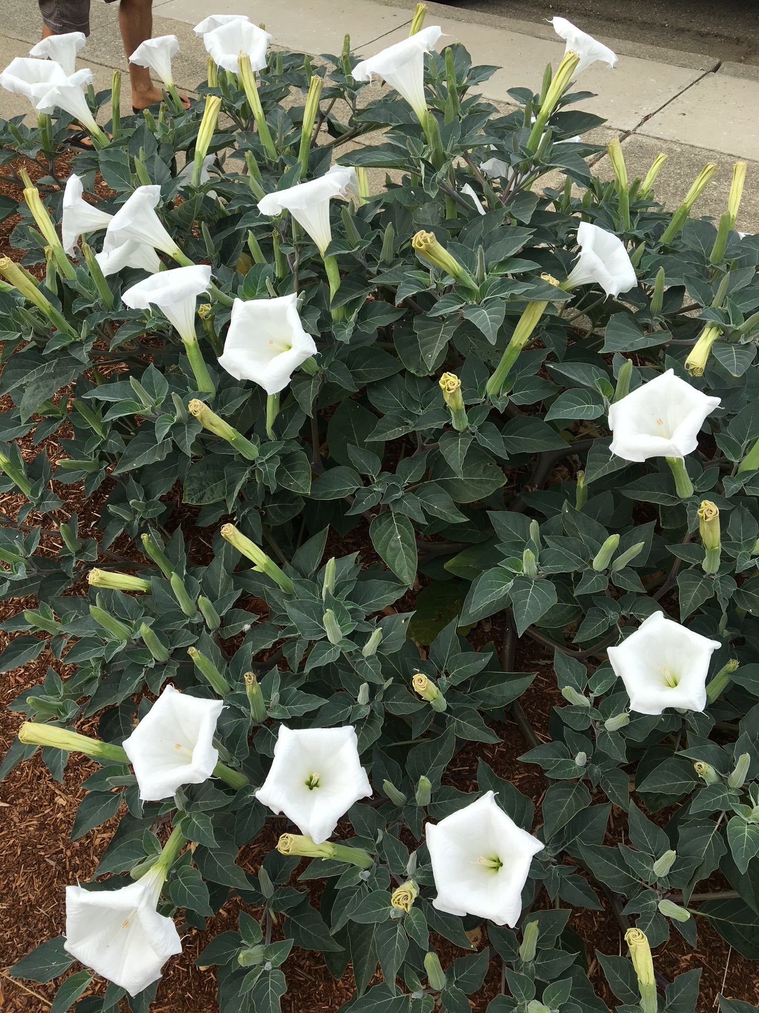 Sacred Datura | Datura wrightii