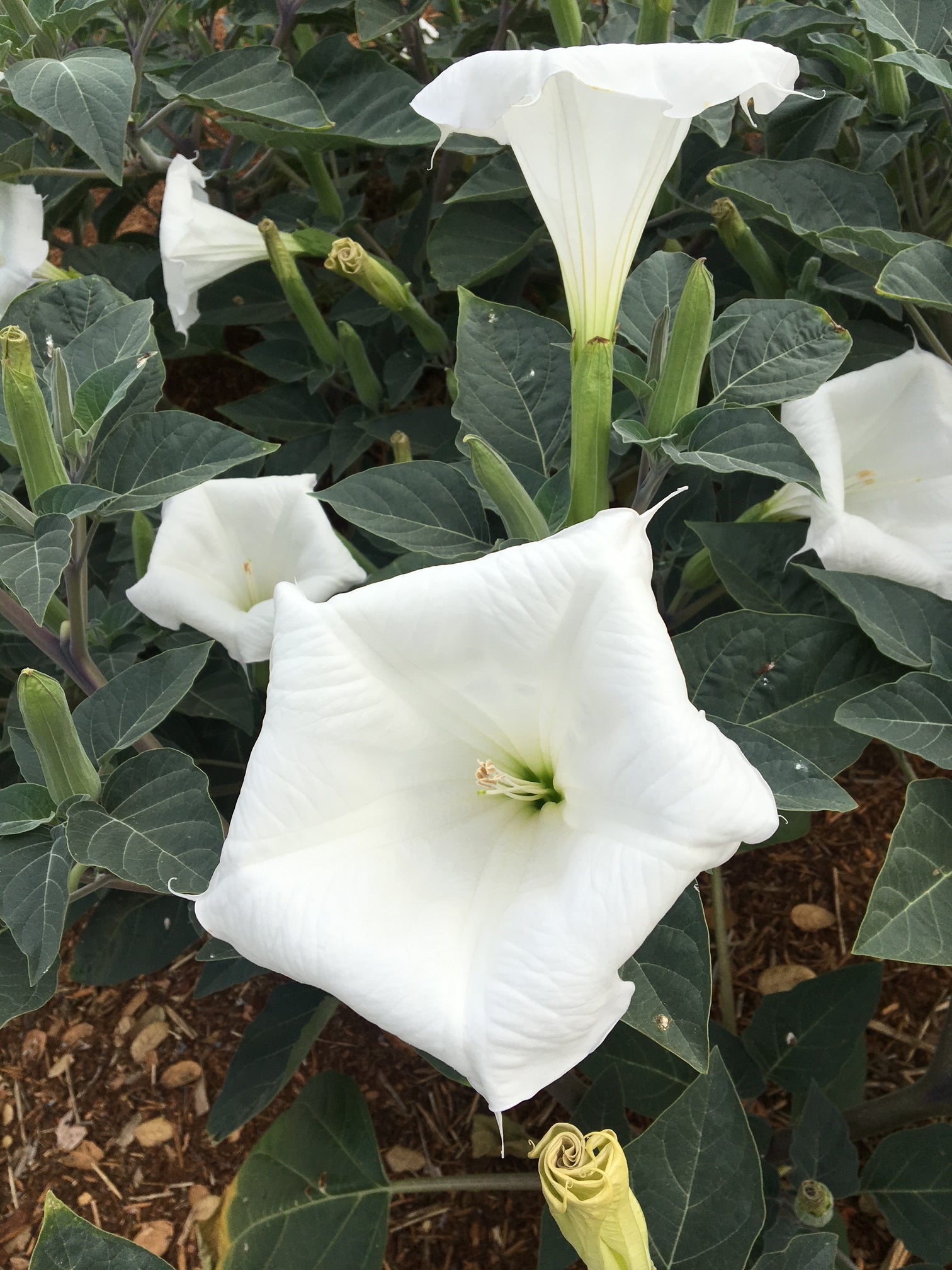 Sacred Datura | Datura wrightii