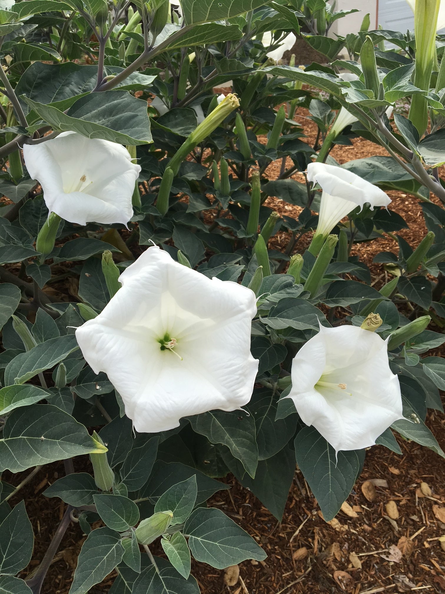 Sacred Datura | Datura wrightii