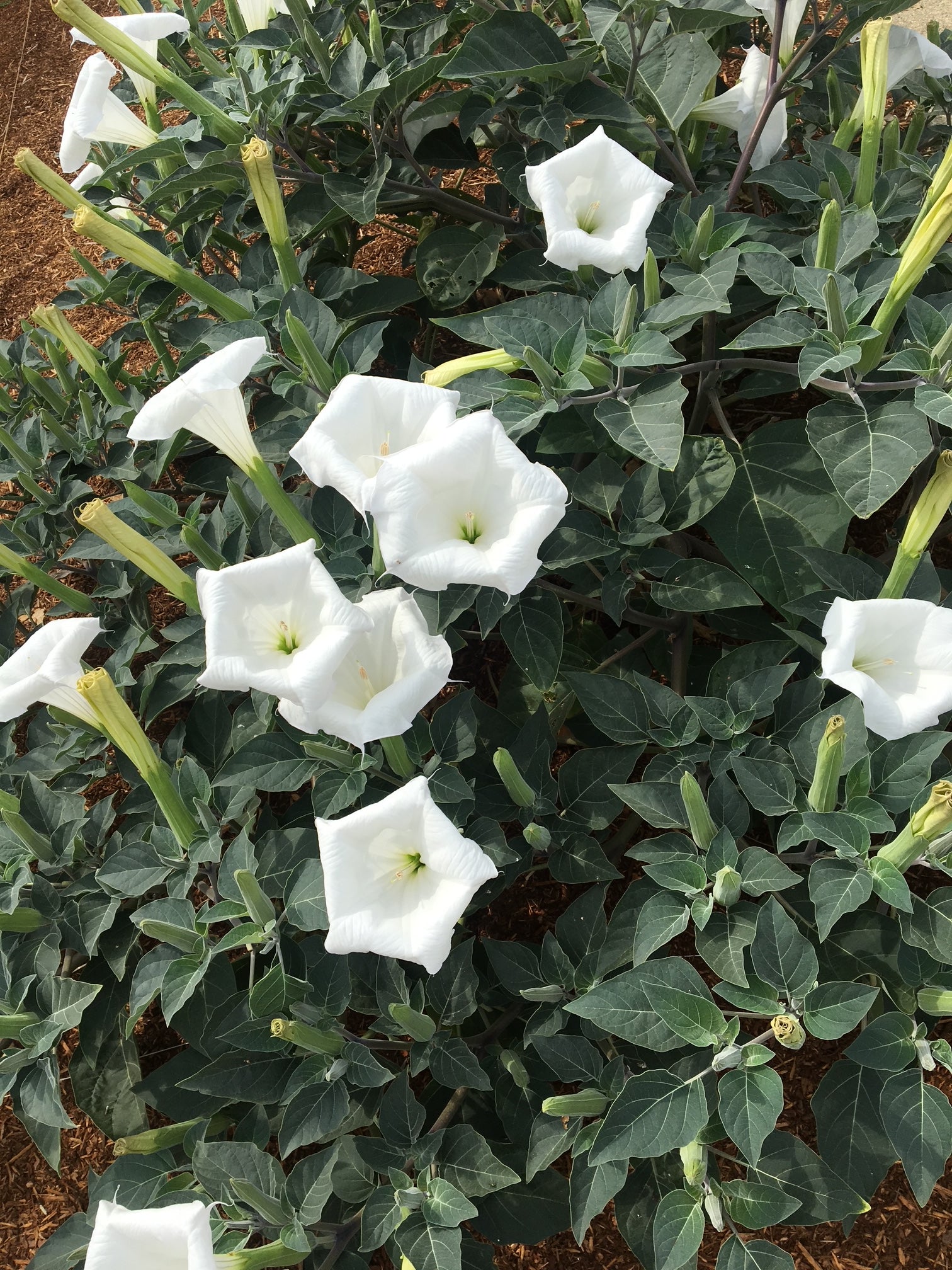 Sacred Datura | Datura wrightii